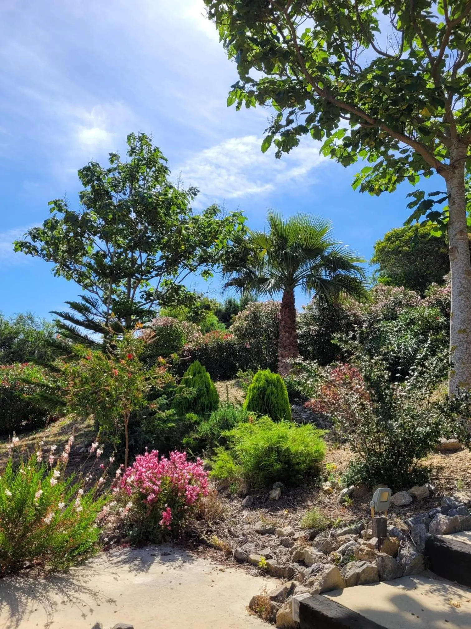 Garden in Hotel Sindhura