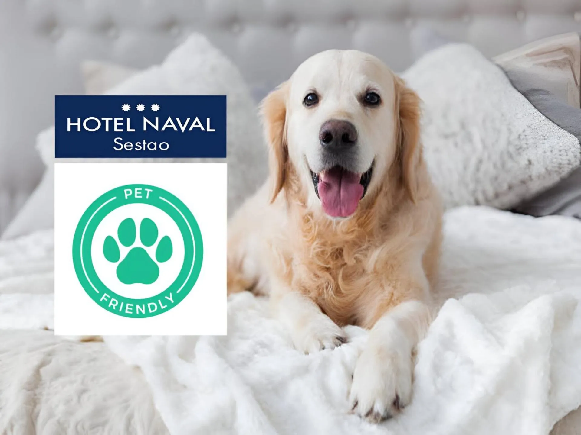 Animals in Hotel Naval Sestao