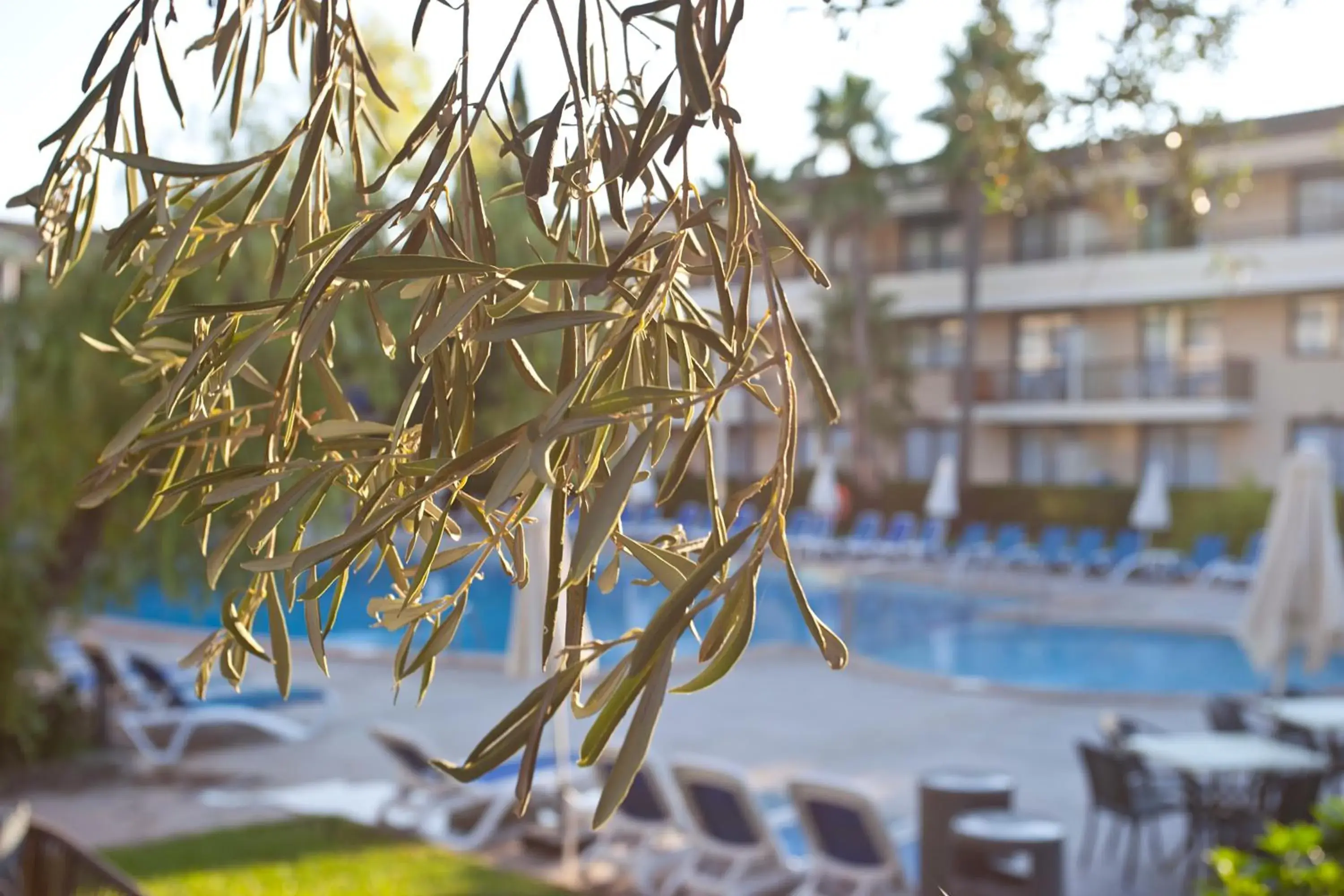 Swimming pool in Hotel Bahia Pollensa Swimming pool in Hotel Bahia Pollensa
