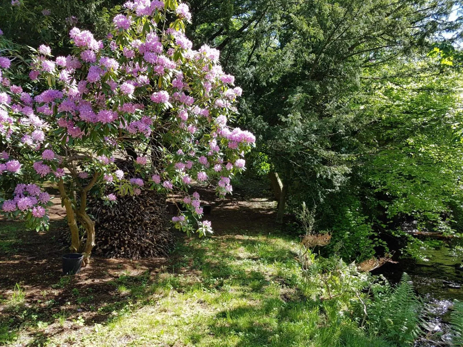 Spring in Bonkle House