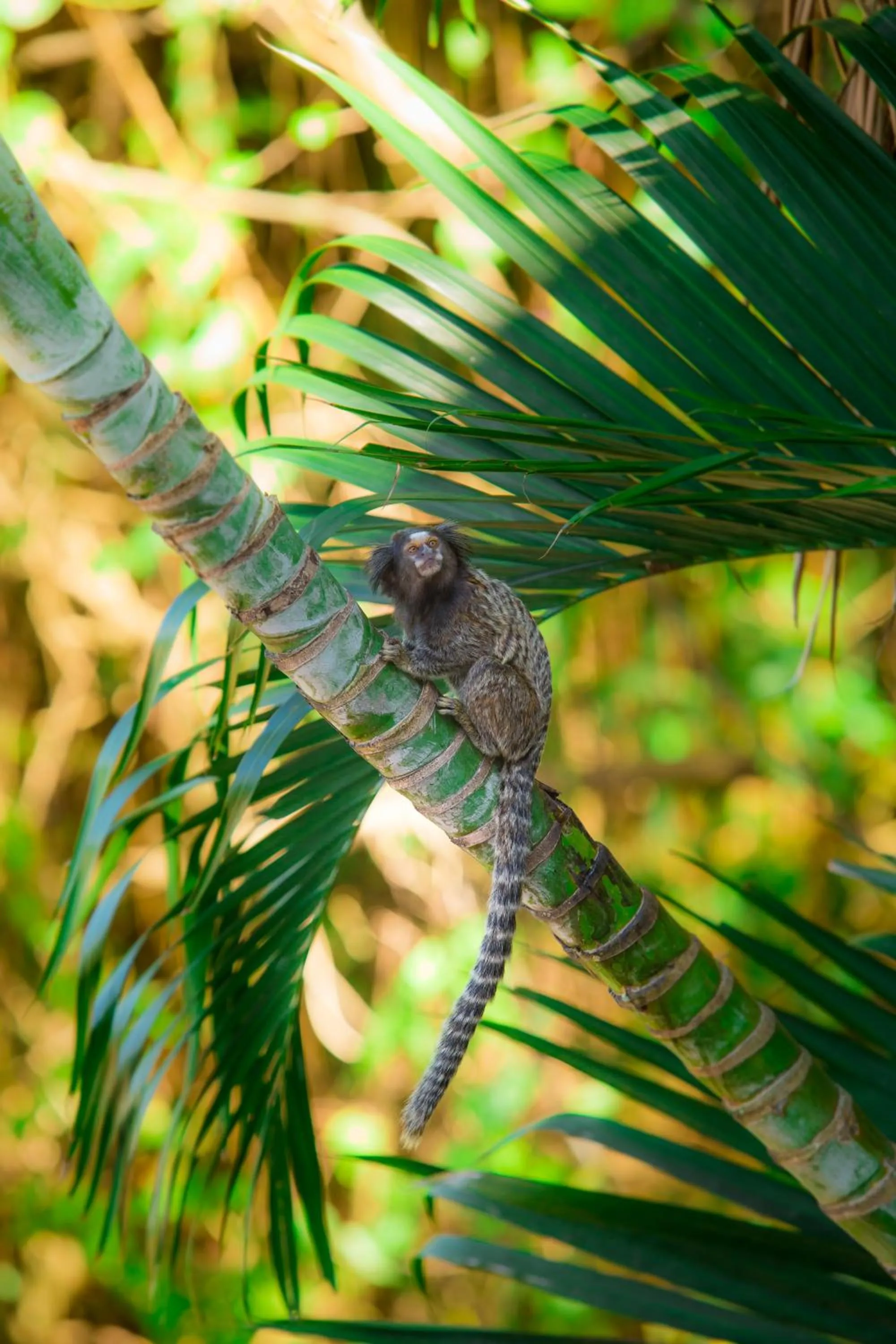 Animals in Aquarela do Leme