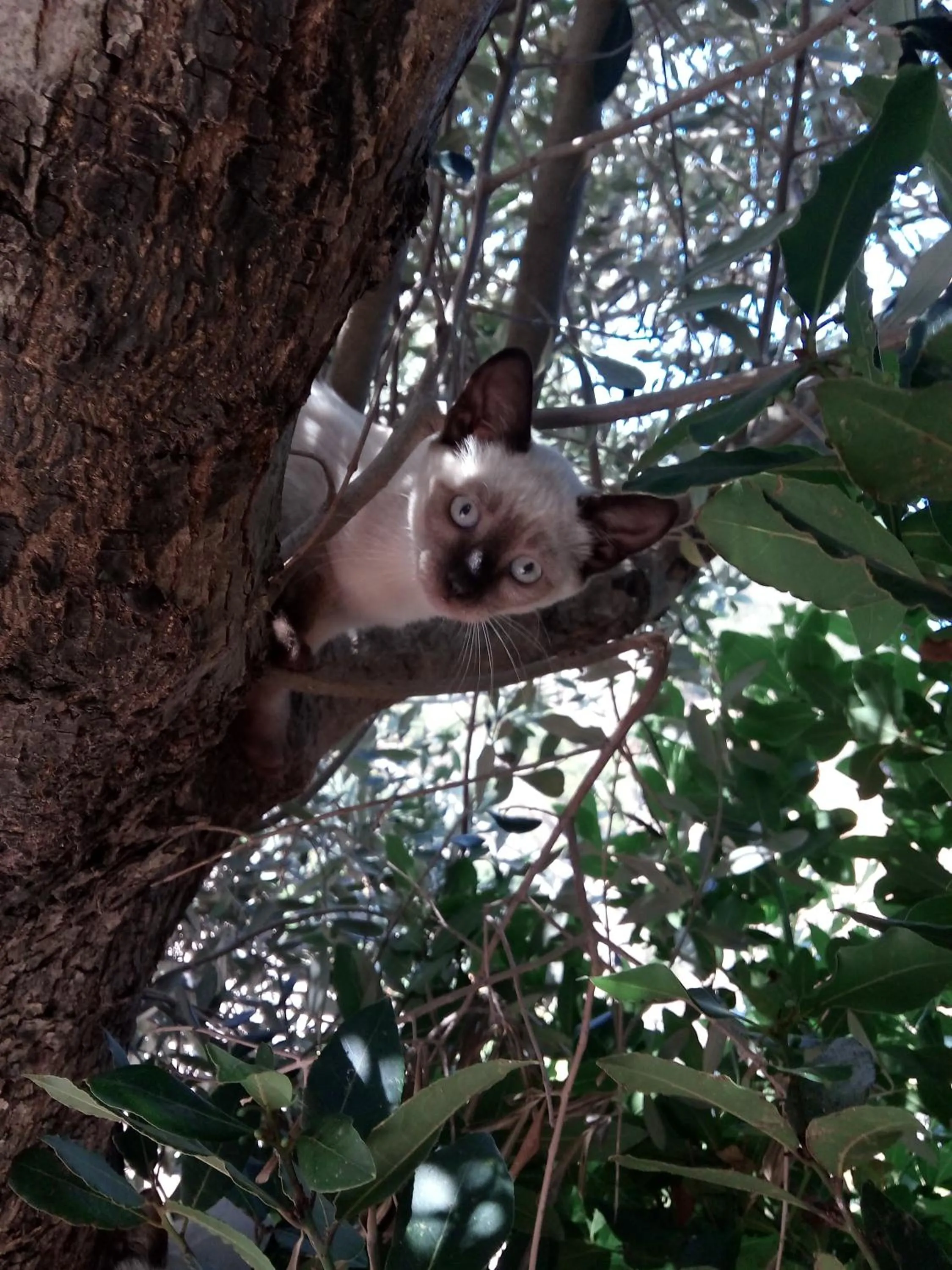 Pets in Sa Perda Lada