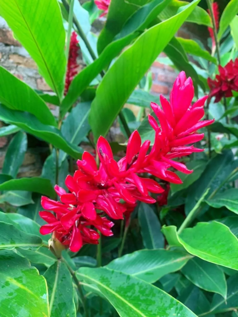 Garden in Sweet Harmony Hotel Boutique by Xarm Hotels