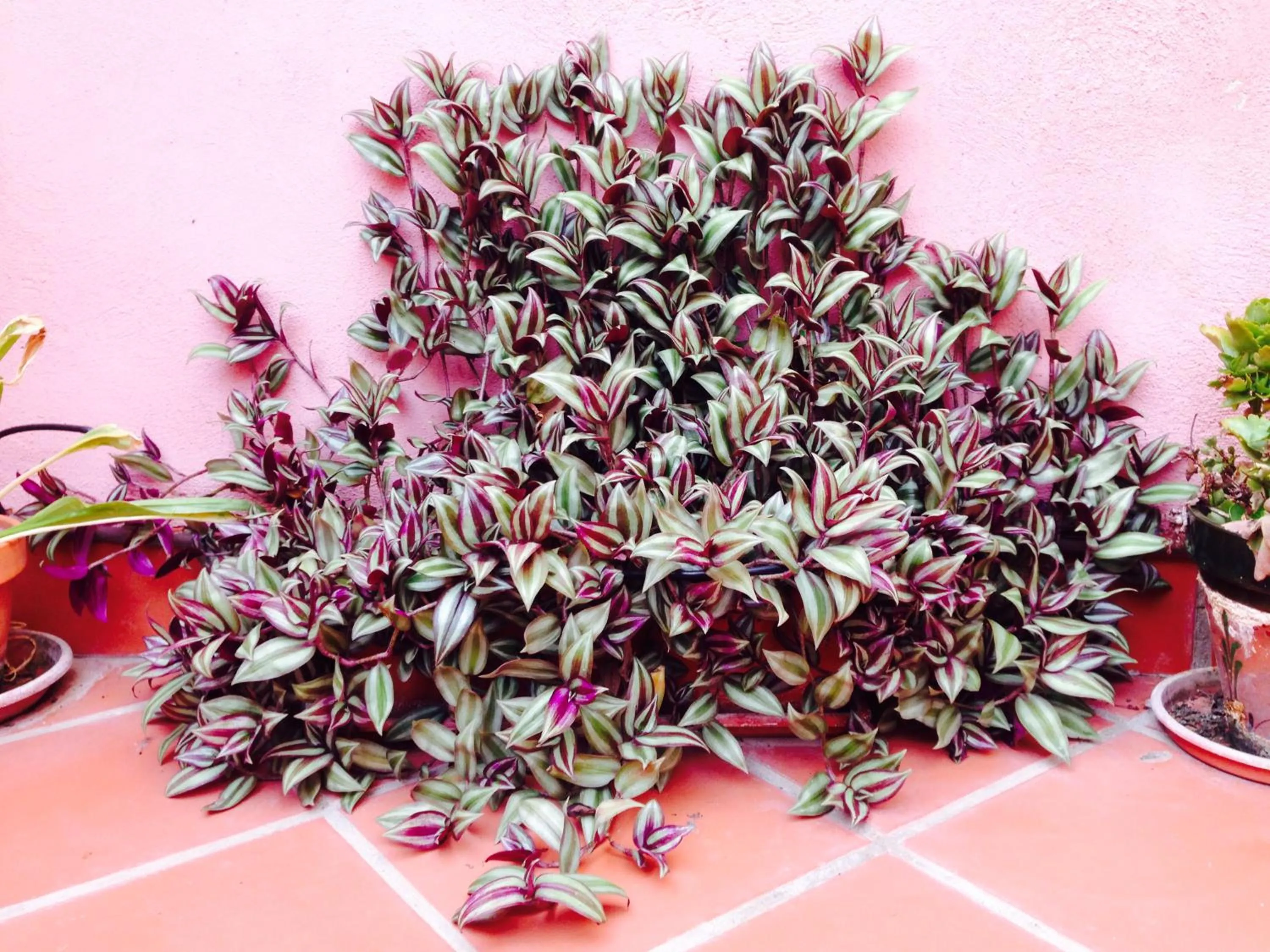 Balcony/Terrace in Hotel Conde de Cárdenas
