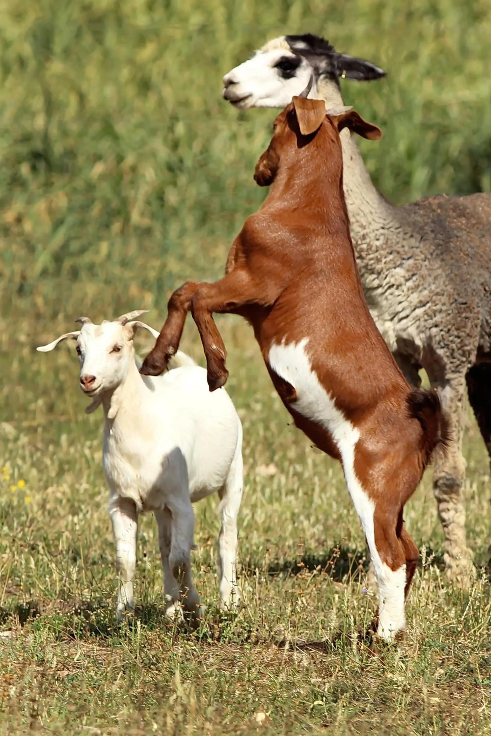 Animals in The Duck Inn Apartments