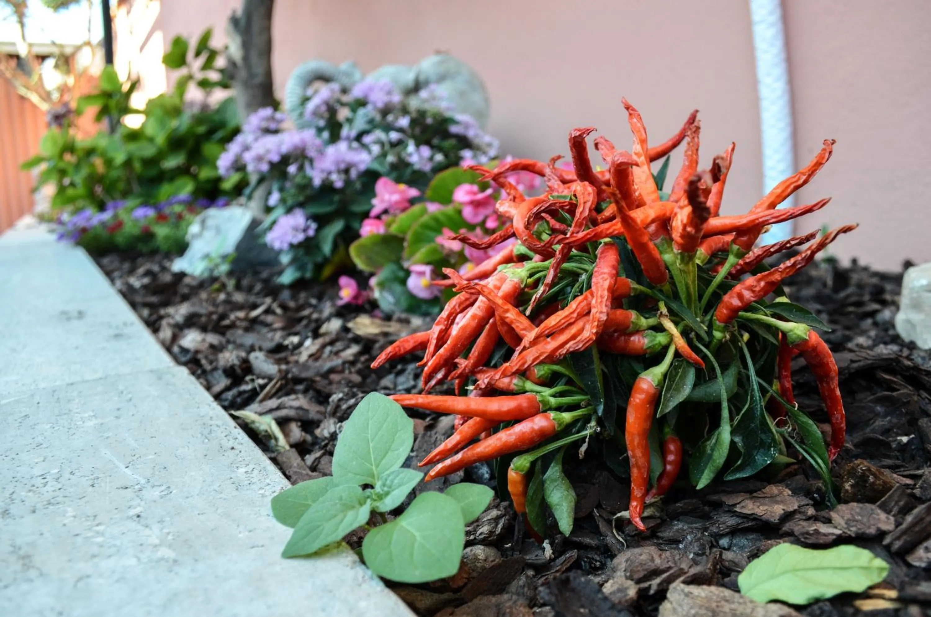 Garden in Villa Erasi