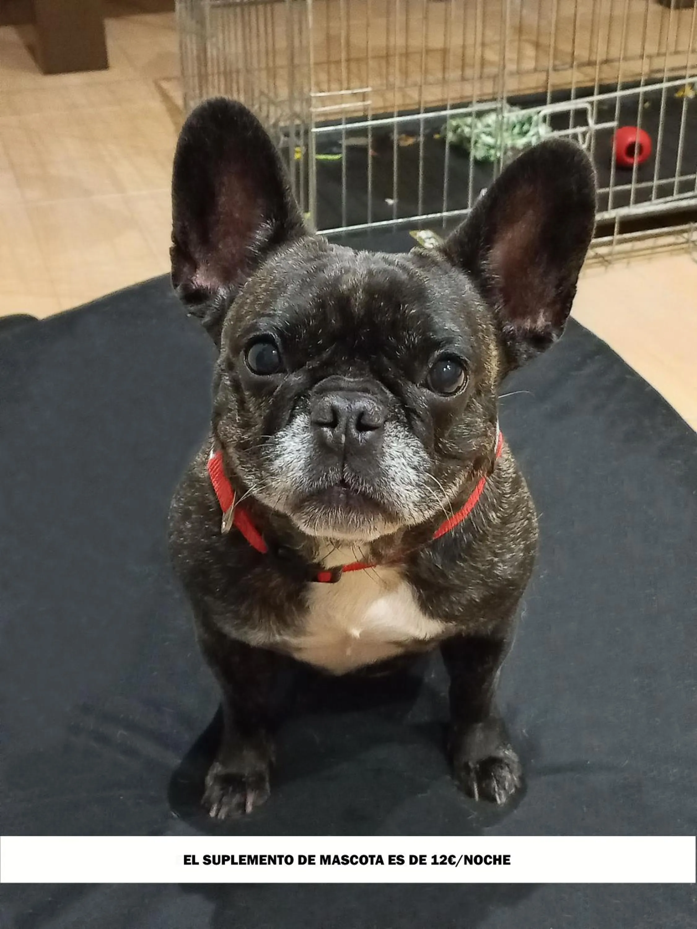 Animals in Hotel Venta El Molino