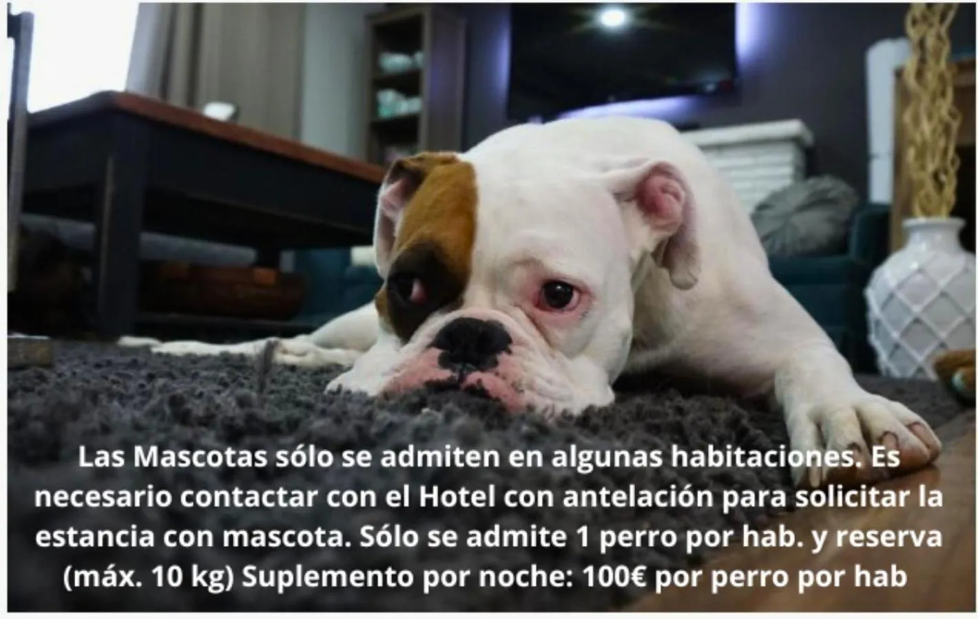 Pets in Hotel Balcón de Europa