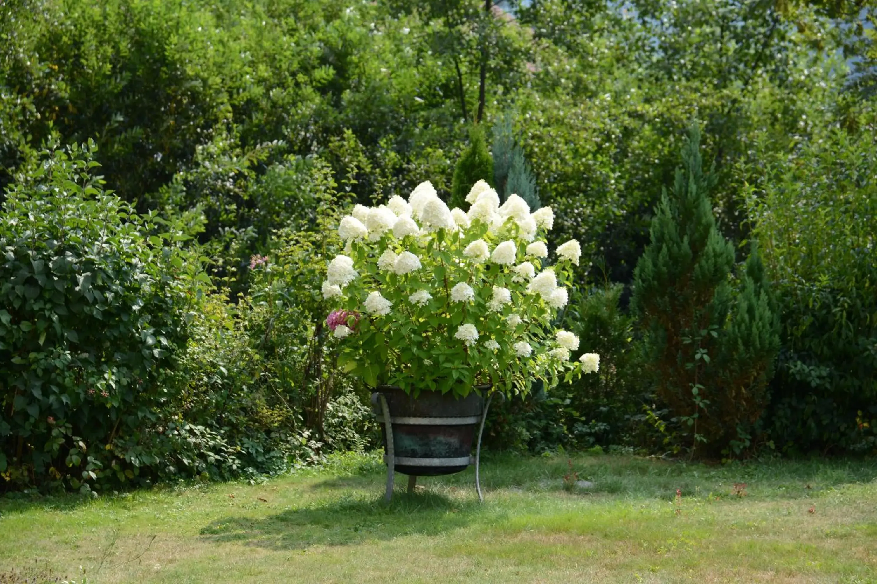 Property building in Gasthaus Finken Property building in Gasthaus Finken