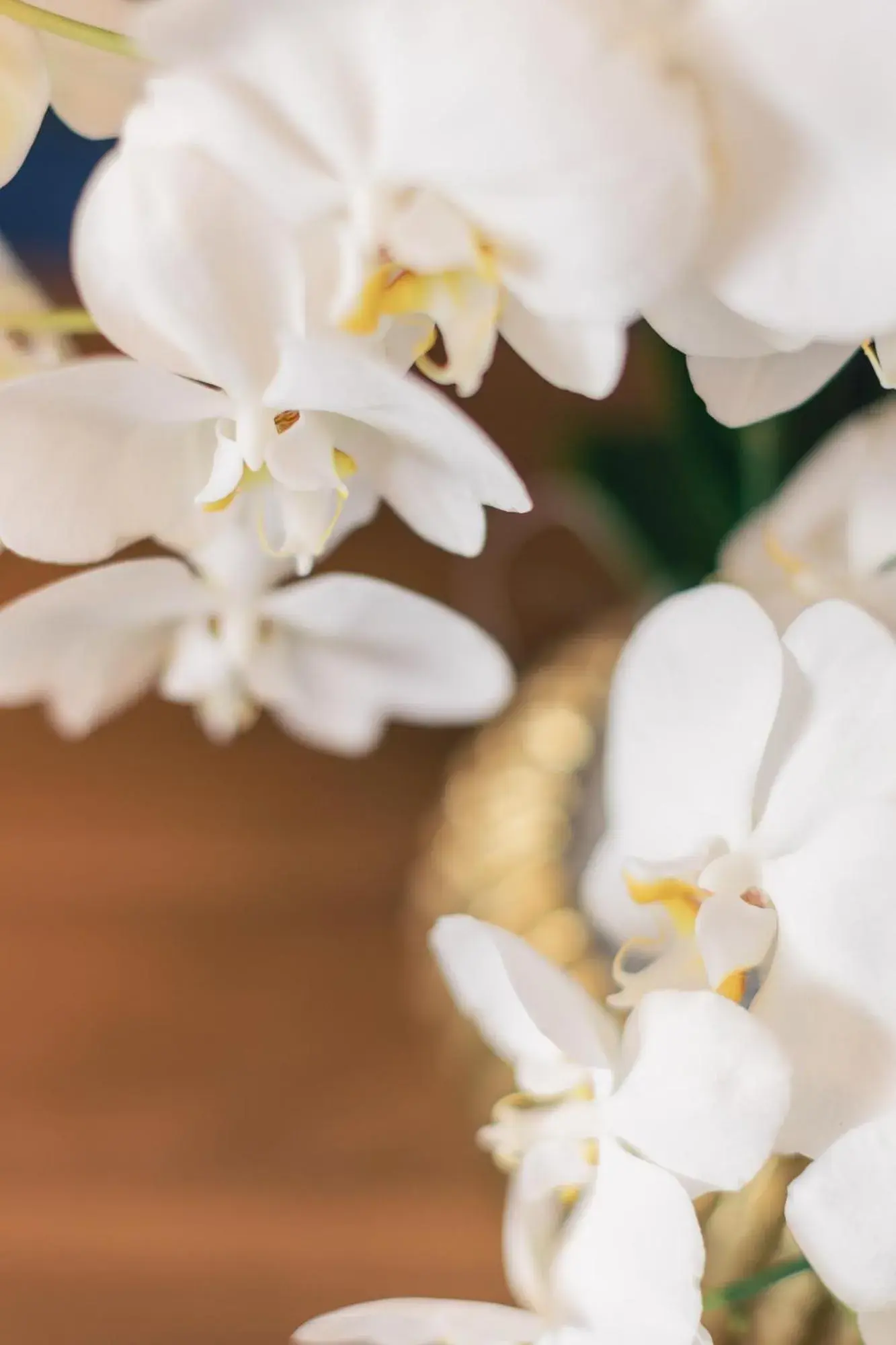 Apartment in Hotel & Restaurant Rose Apartment in Hotel & Restaurant Rose