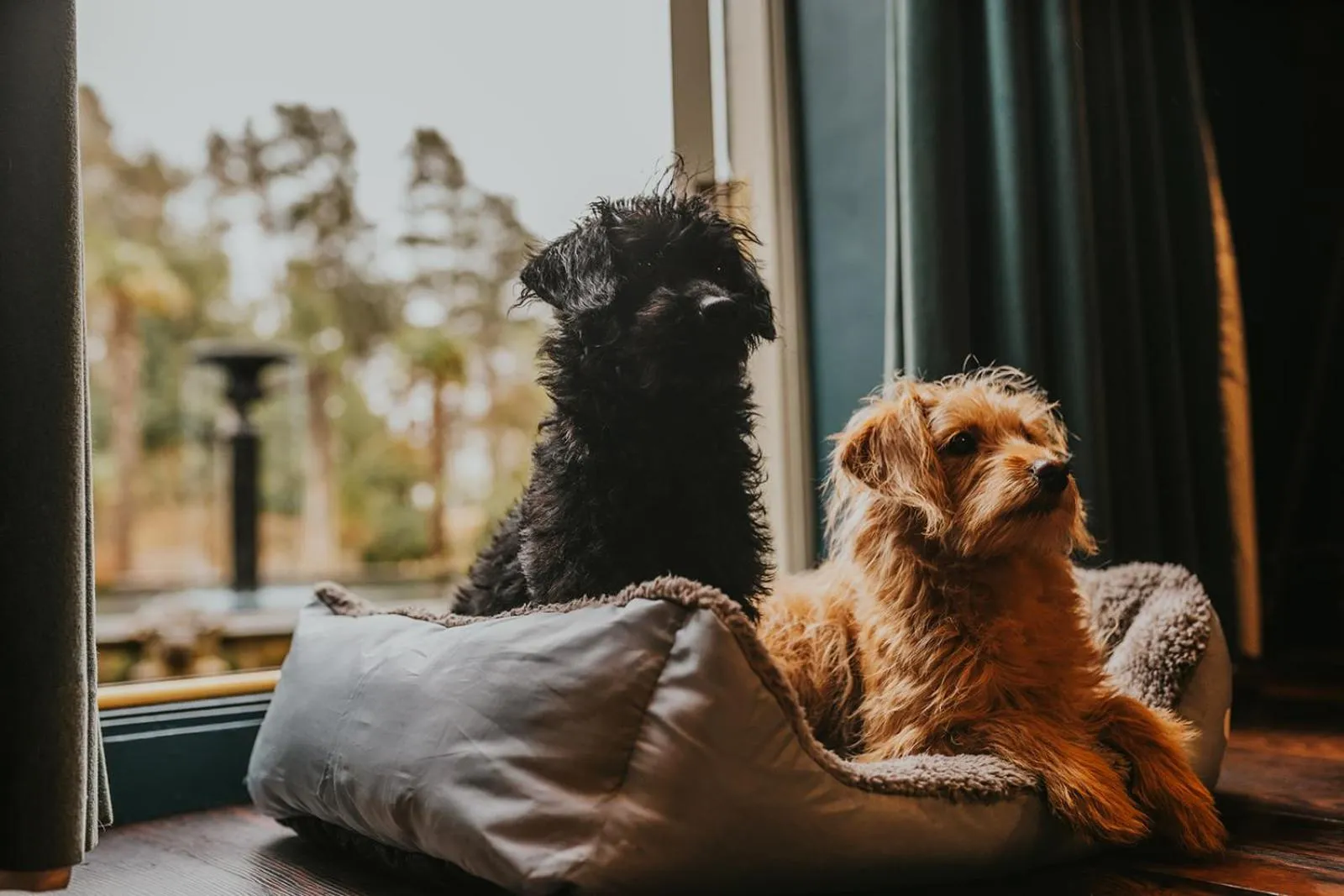 Le Petit Chateau & William de Percy