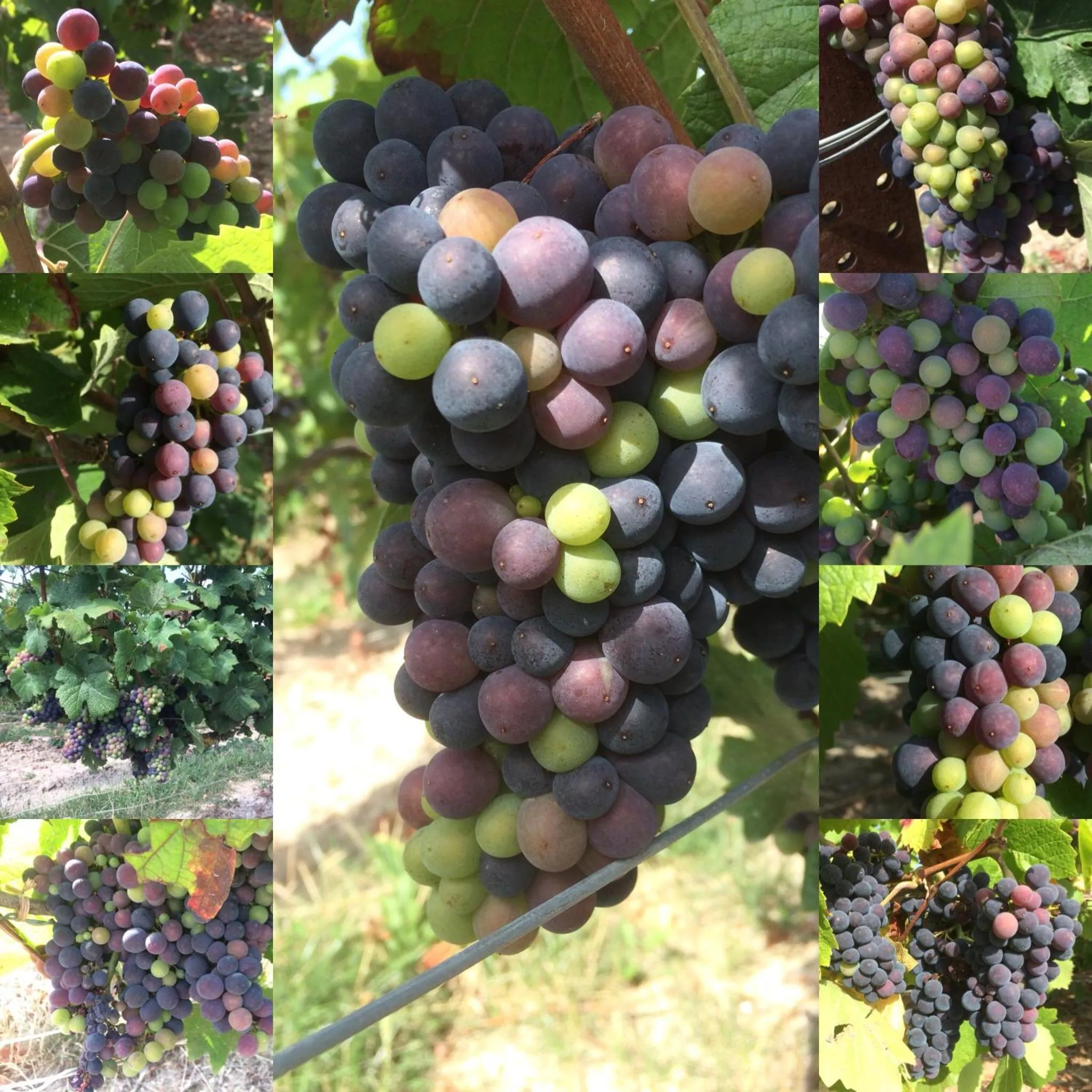 Off site in Les Suites Champenoises