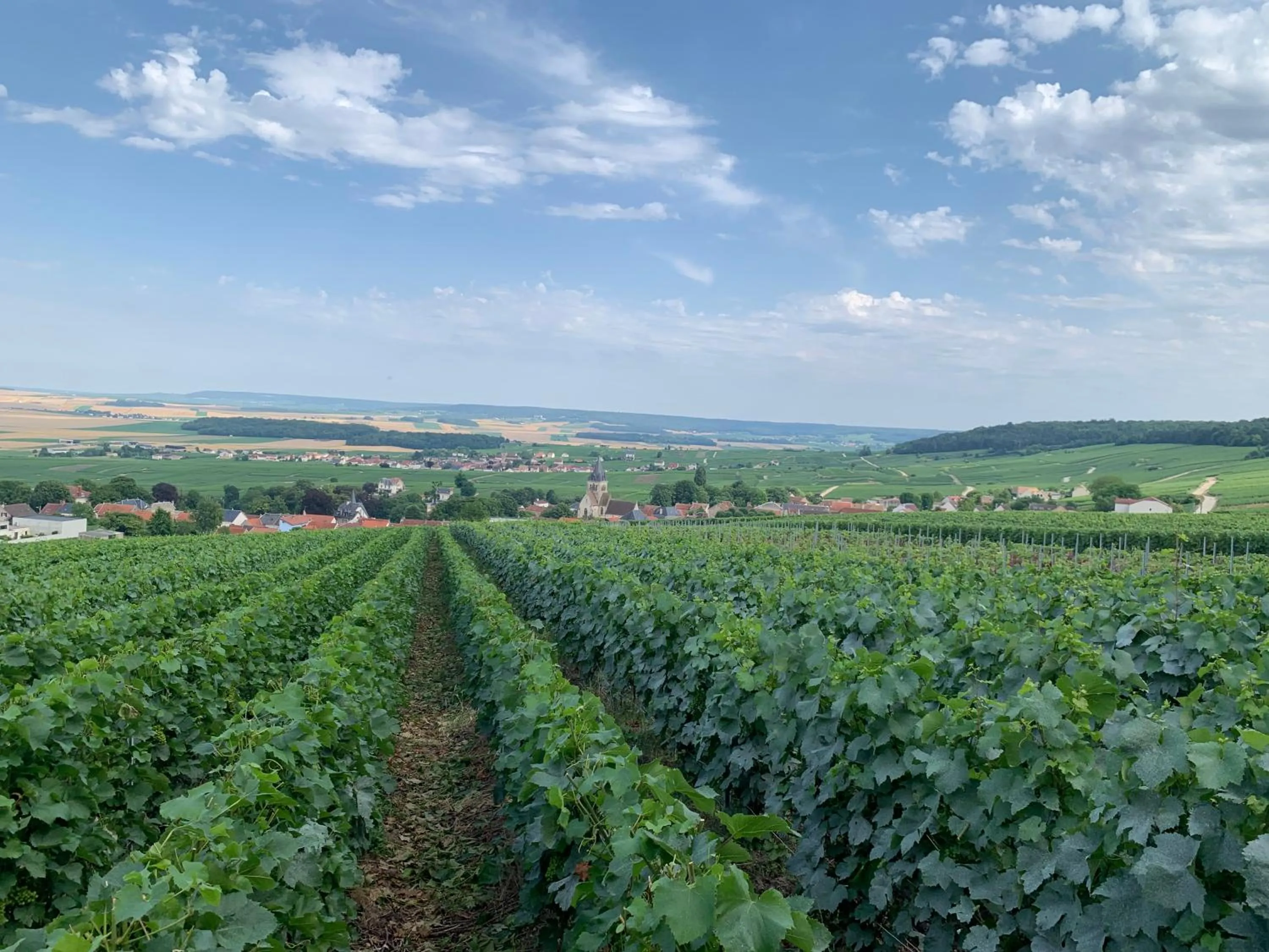 Natural landscape in Les Suites Champenoises