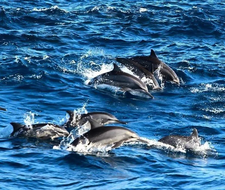 Animals in Valampuri Kite Resort