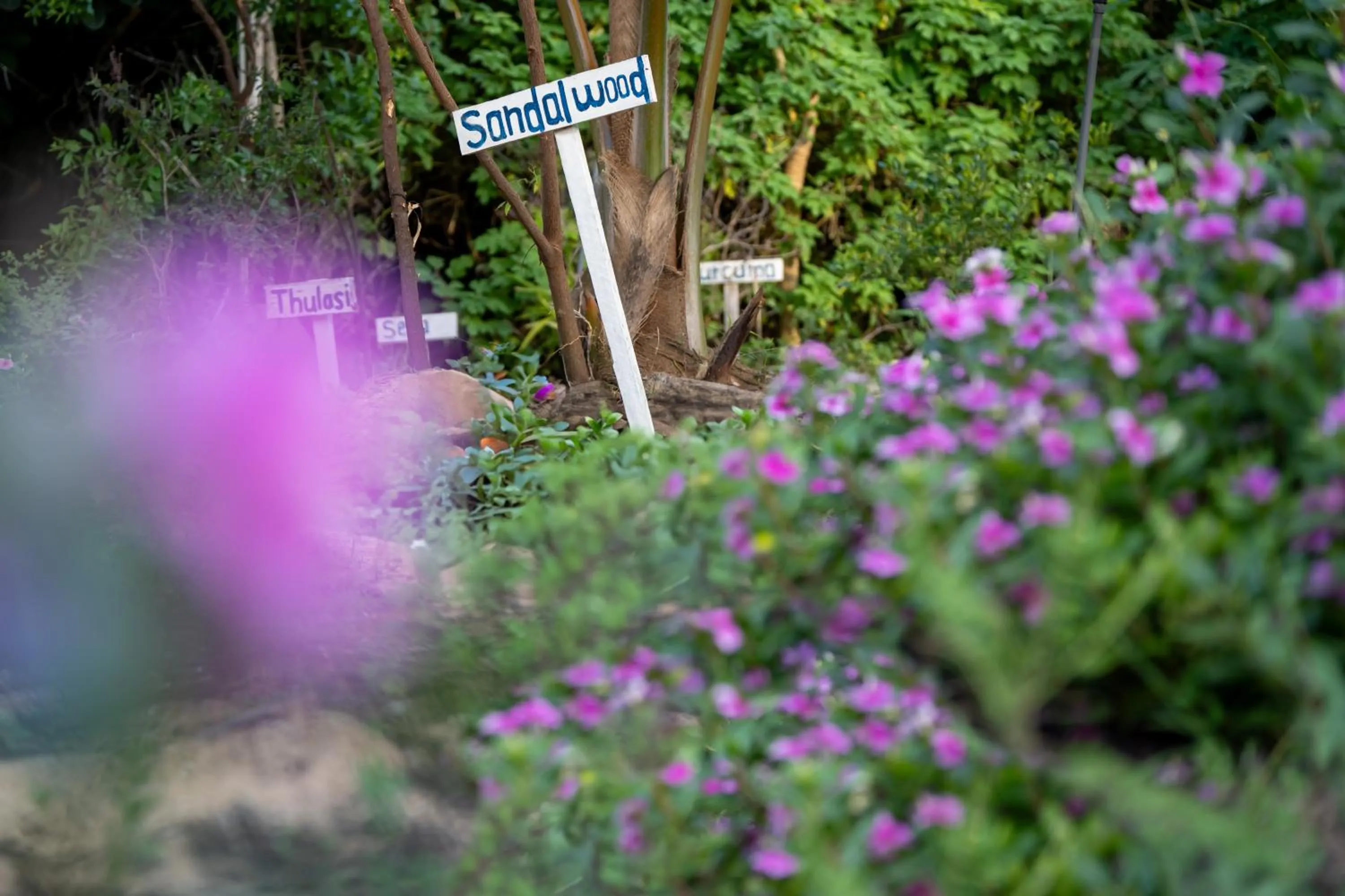 Garden in Amanta Beach