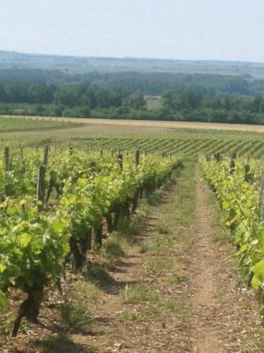 Other in Gite du Calme 3 Star Bed & Breakfast Cognac