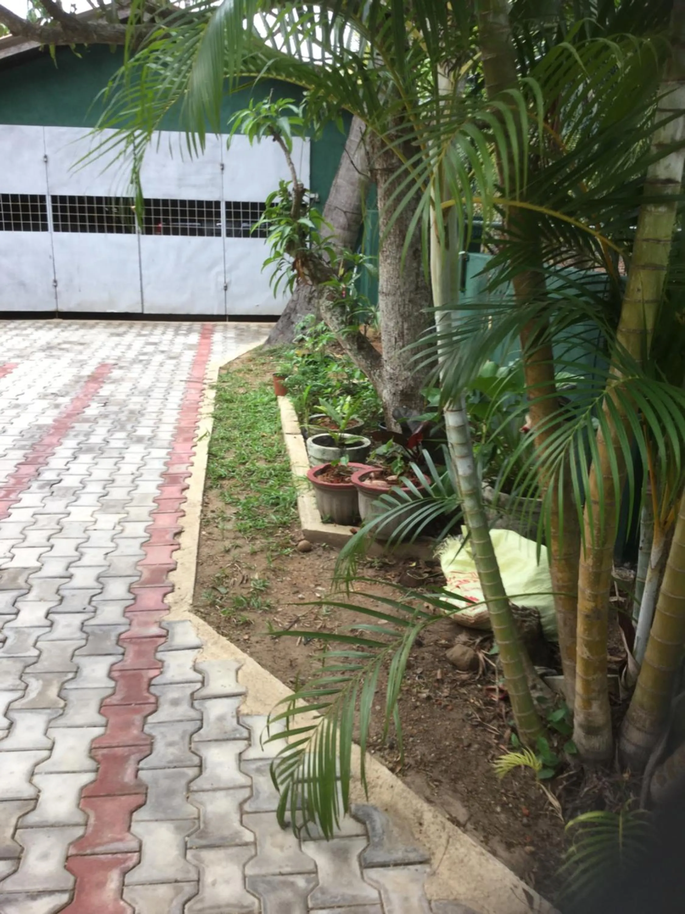 Garden in Galappathie Residence