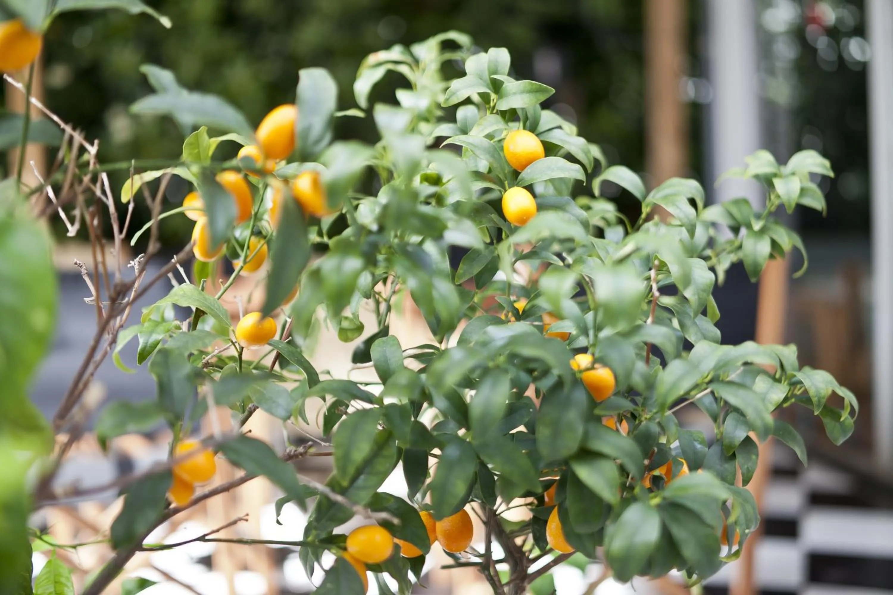 Decorative detail in Cala Bona y Mar Blava
