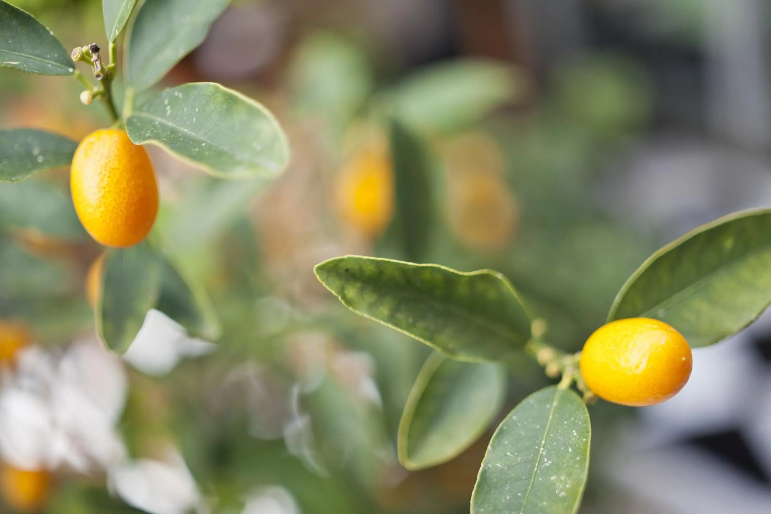 Other in Cala Bona y Mar Blava