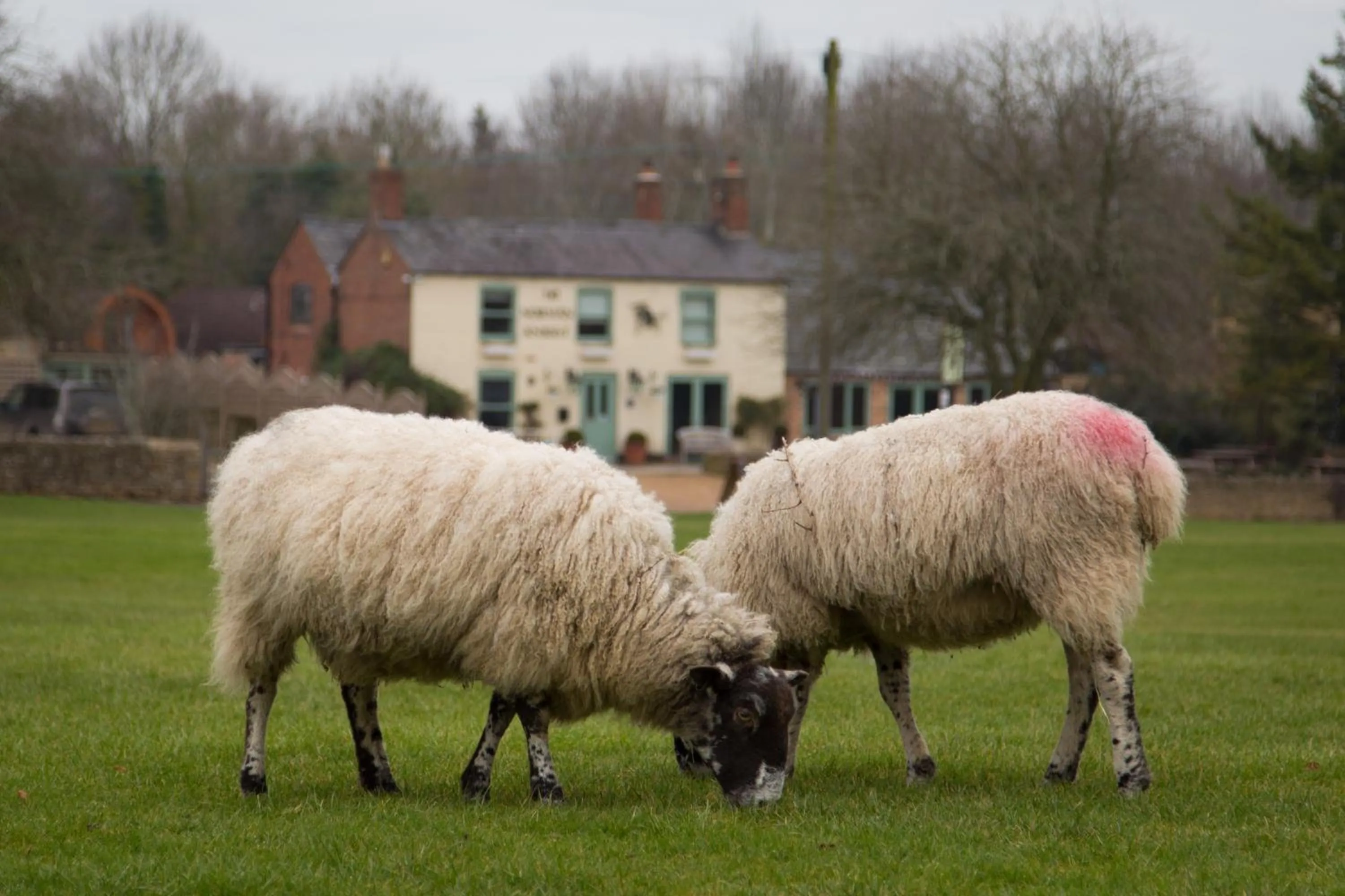 Animals in The Norman Knight Whichford
