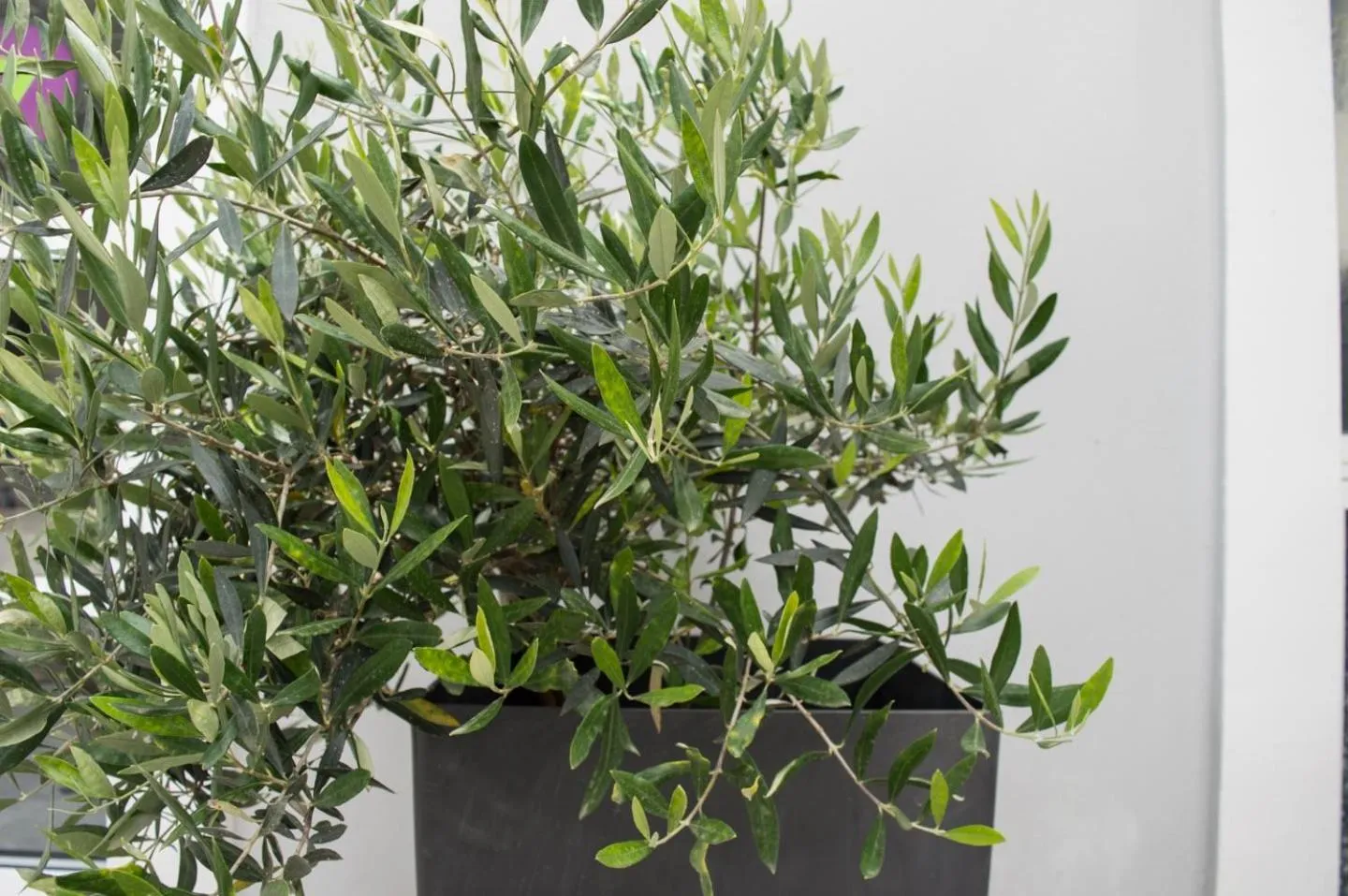 Facade/entrance in Paradise Beach Hotel