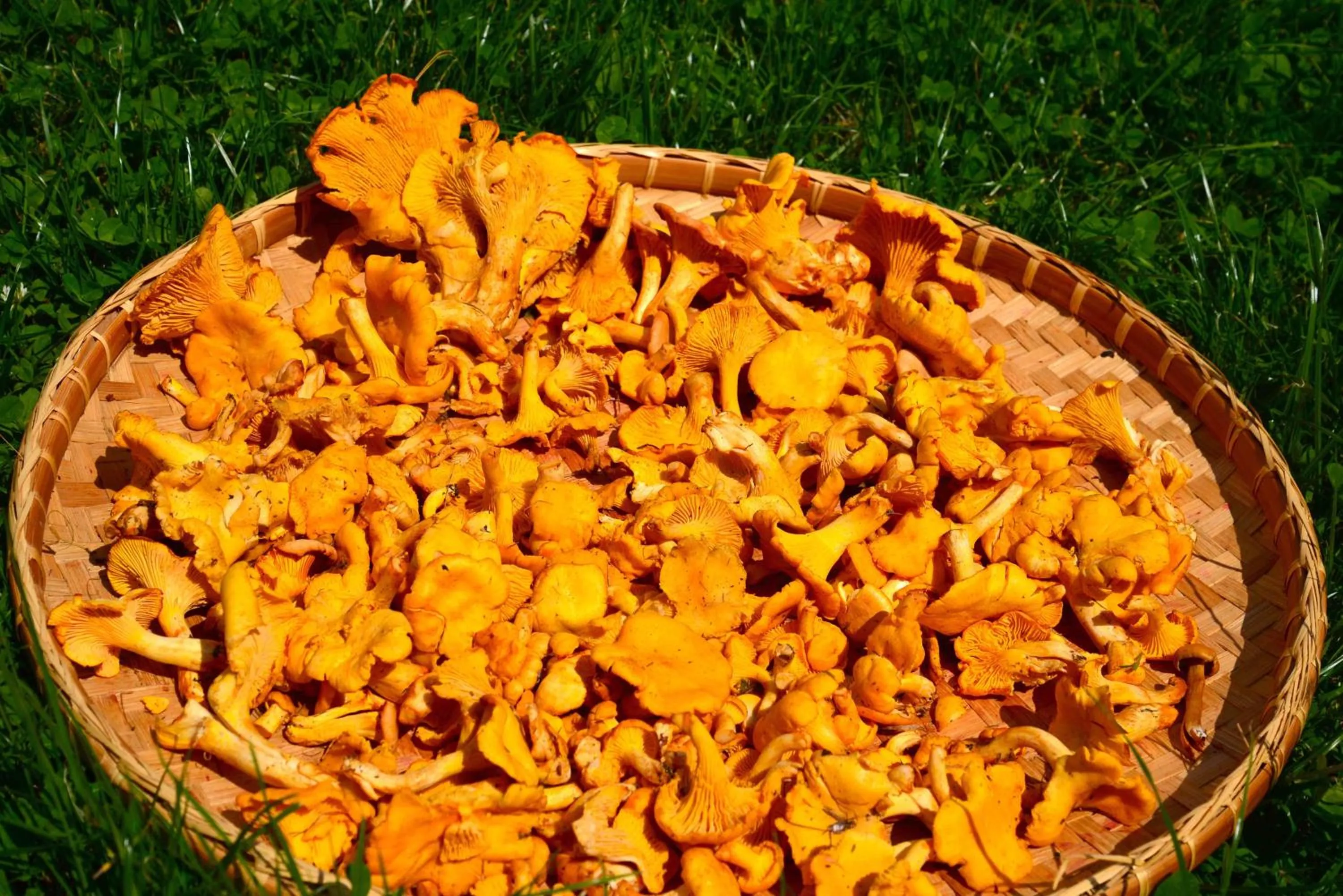 Activities in Il Cortese