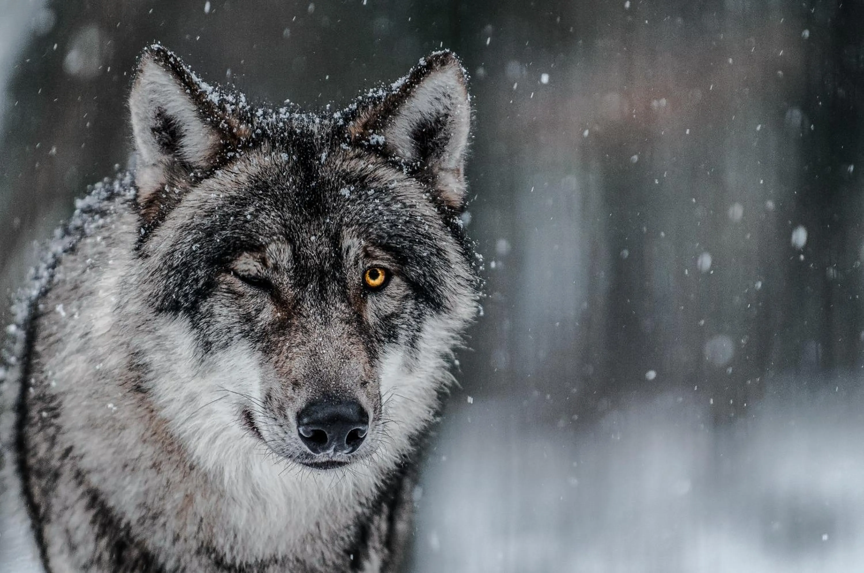 Animals in Tree Inn - Das Baumhaushotel