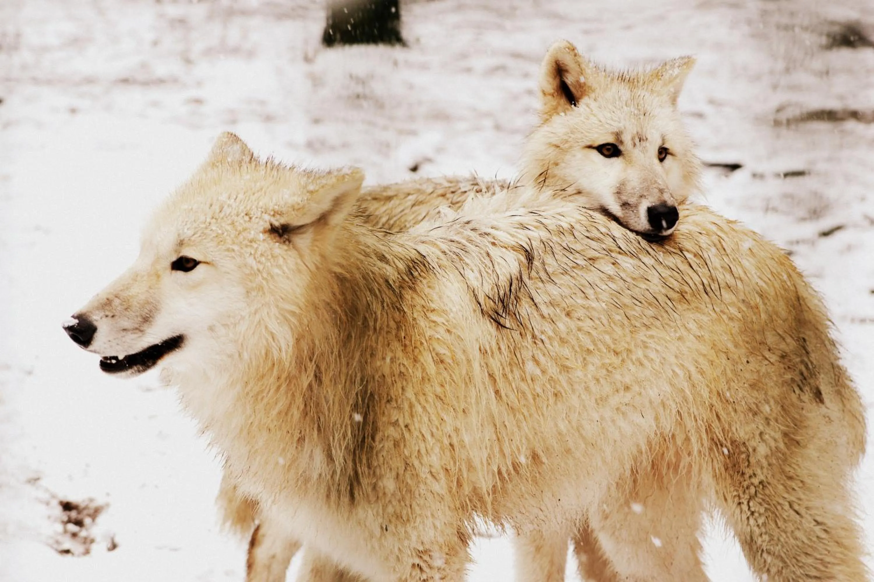 Animals in Tree Inn - Das Baumhaushotel