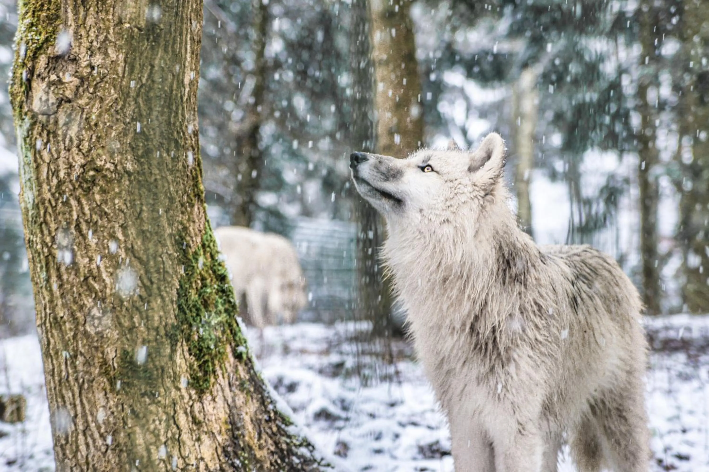 Animals in Tree Inn - Das Baumhaushotel