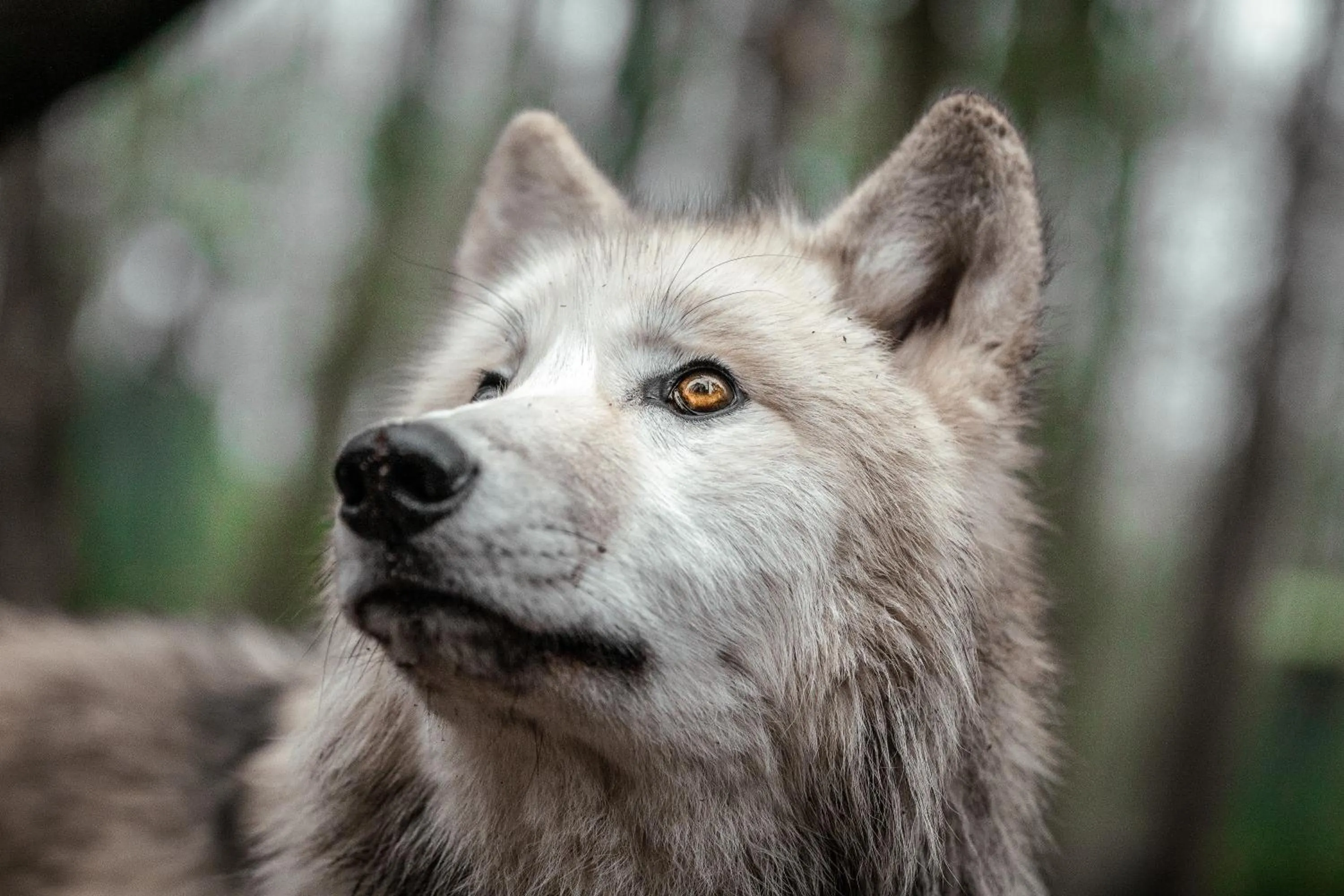 Animals in Tree Inn - Das Baumhaushotel