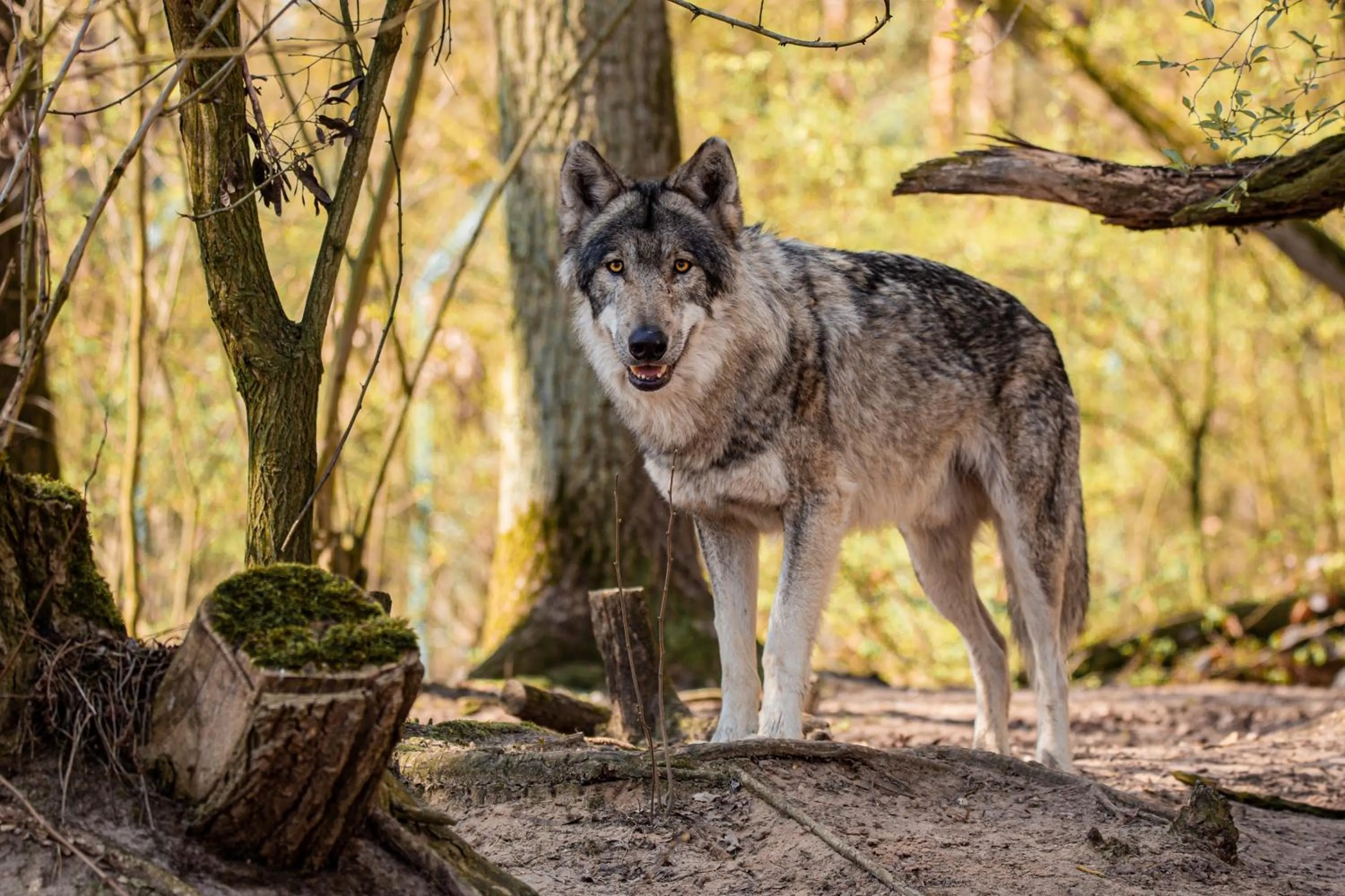 Natural landscape in Tree Inn - Das Baumhaushotel