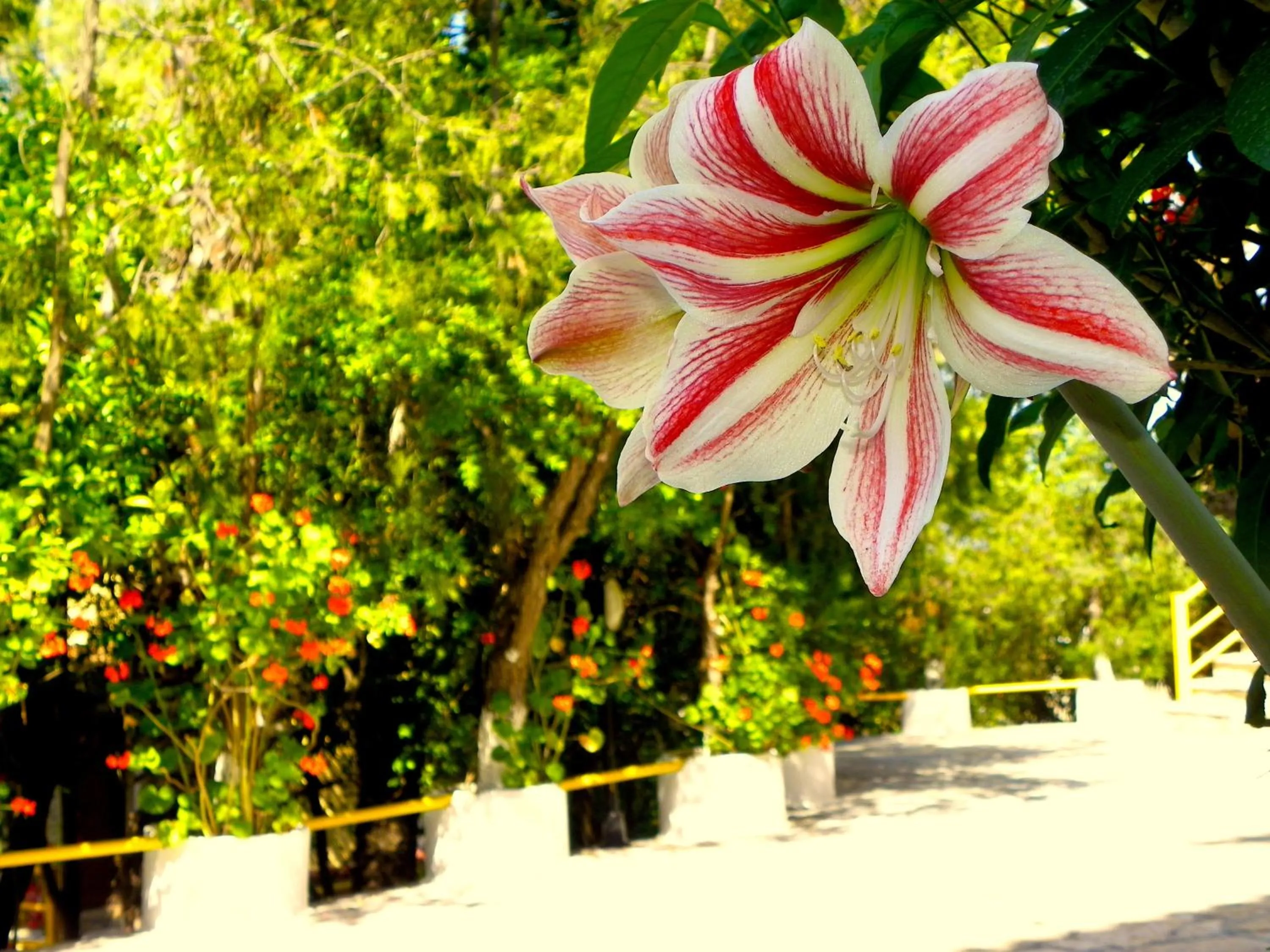 Garden in Mirabelle Hotel