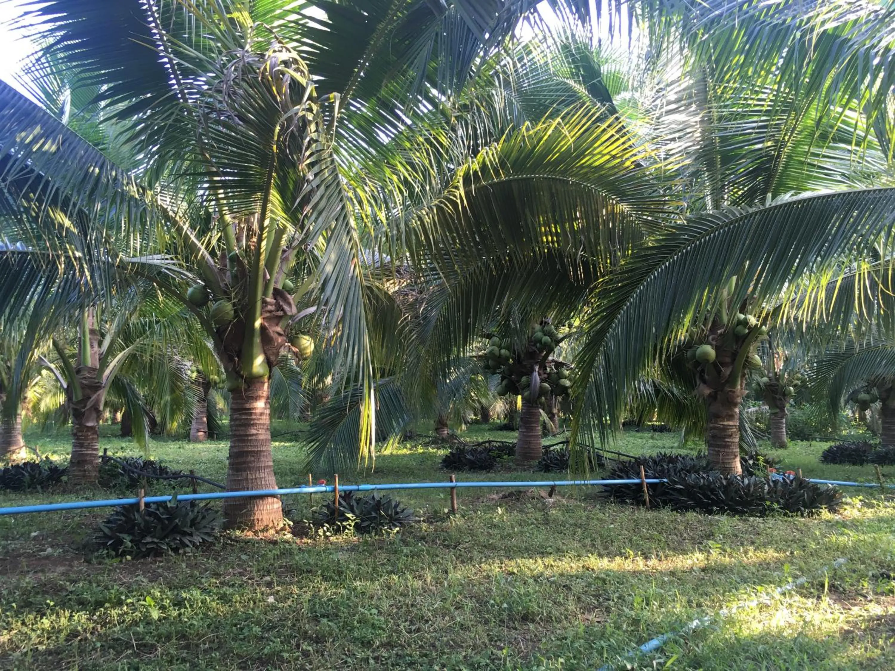 Day in The Coconut Hotel