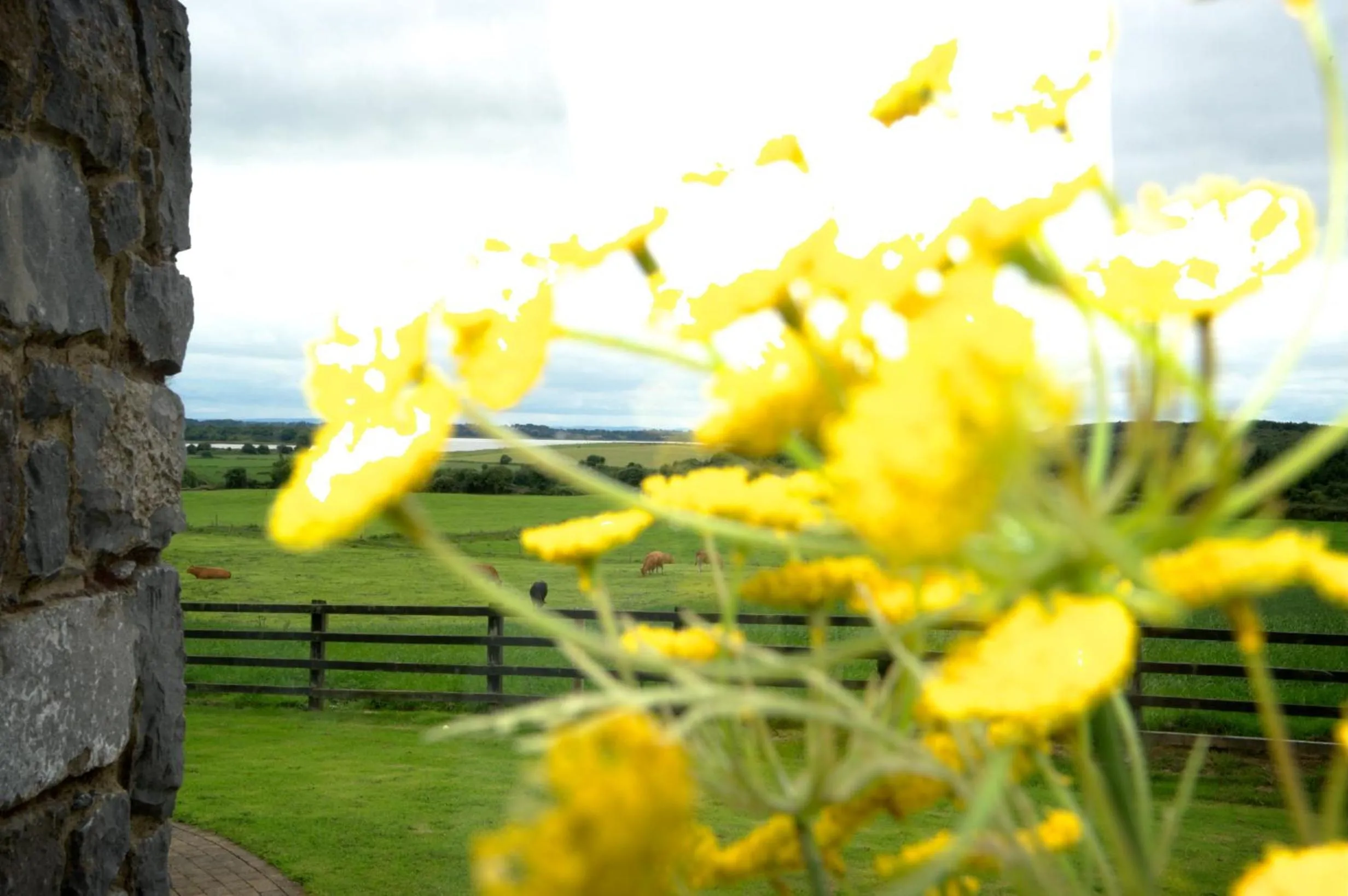 Garden in Bunratty Meadows Bed & Breakfast