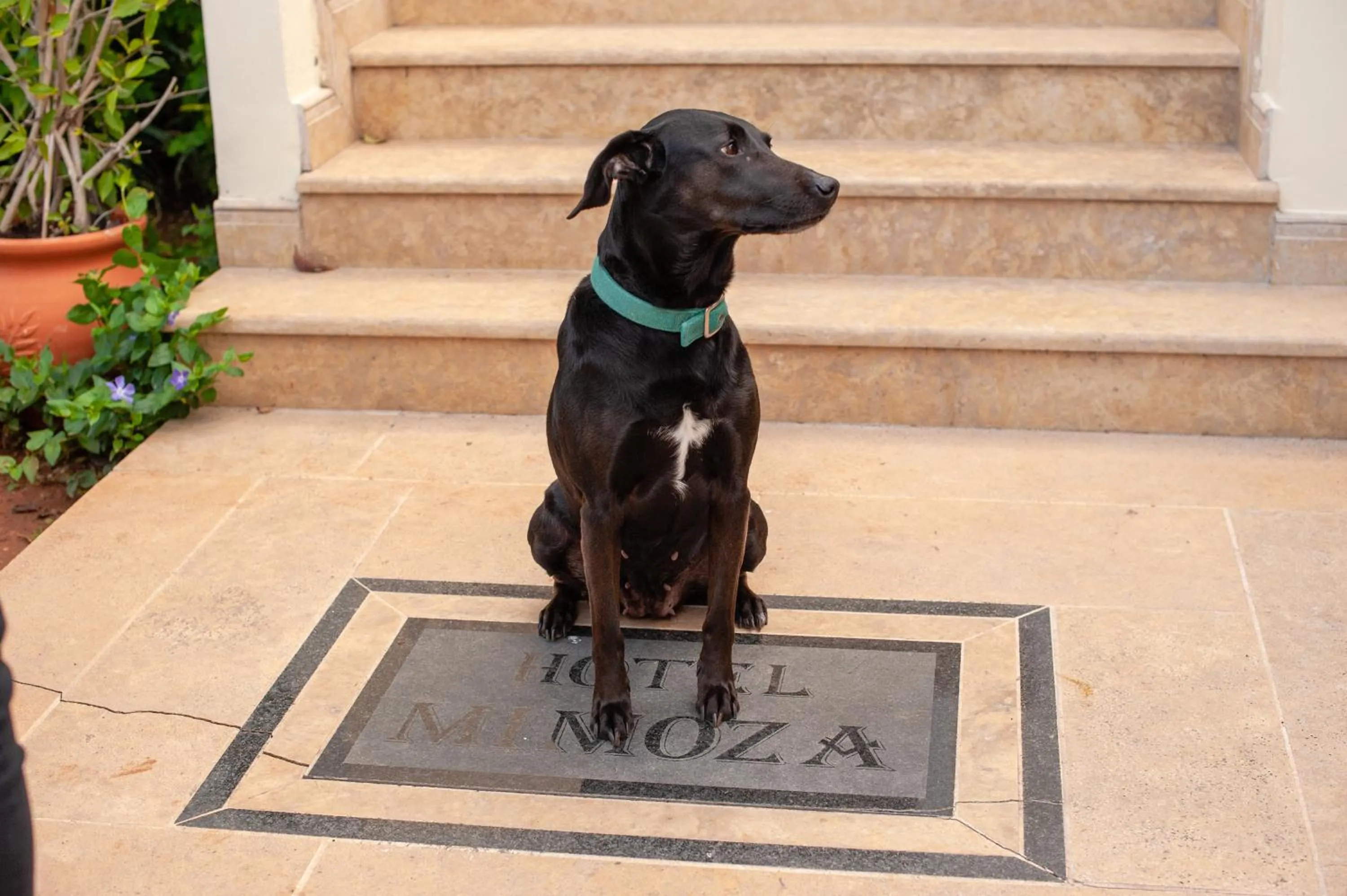 Pets in Mimoza