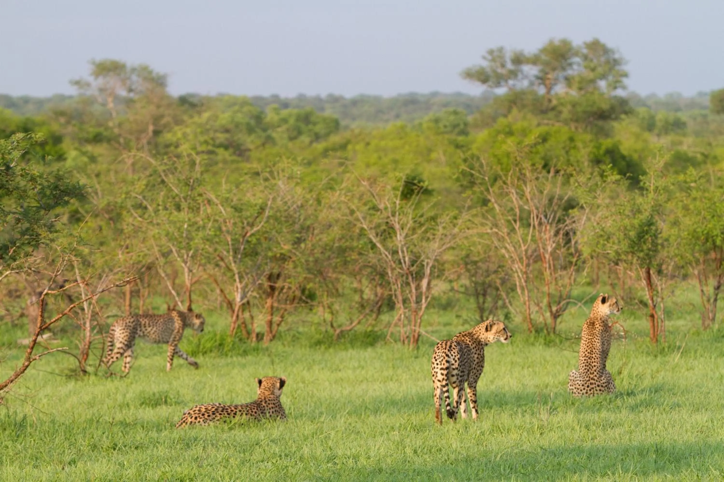 Natural landscape in Buffelshoek Tented Camp
