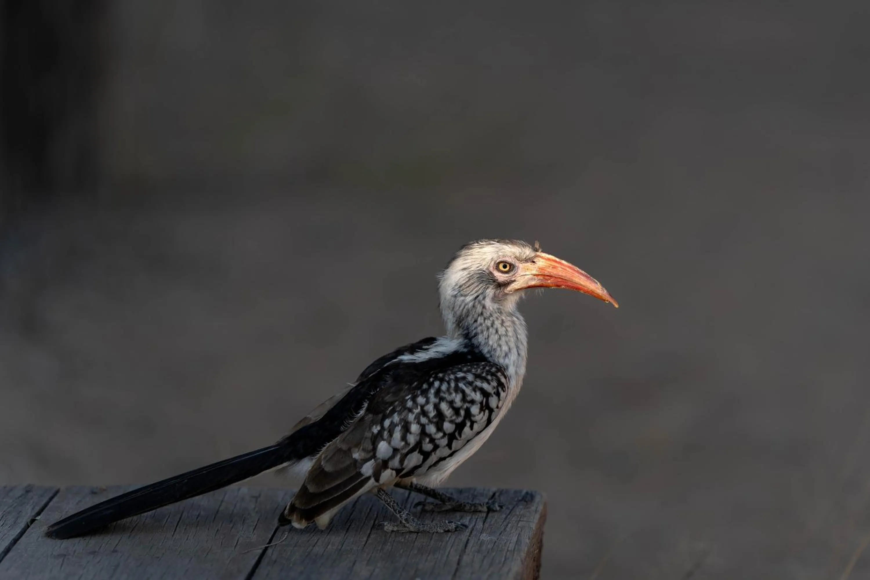 Activities in Buffelshoek Tented Camp