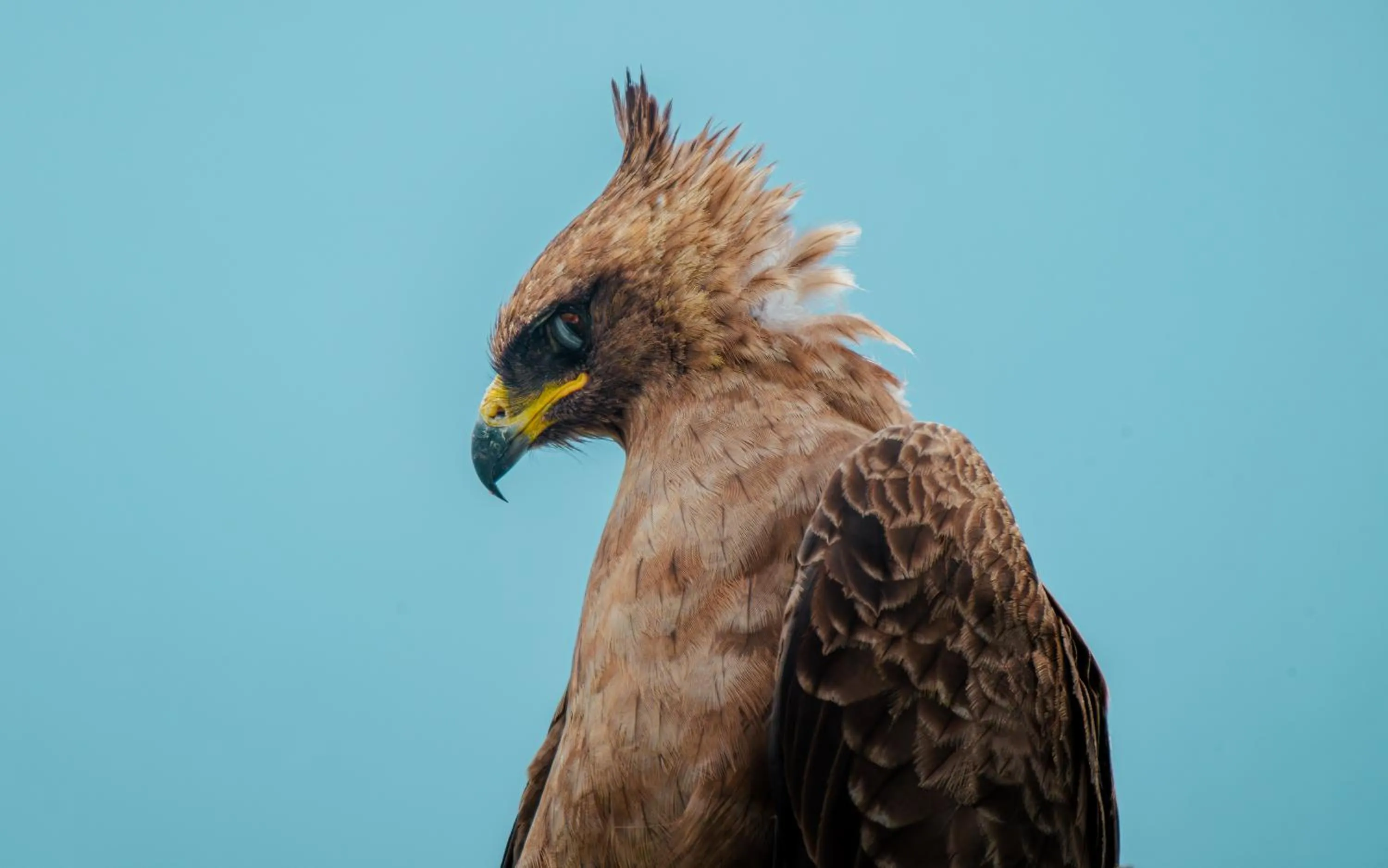 Other in Buffelshoek Tented Camp
