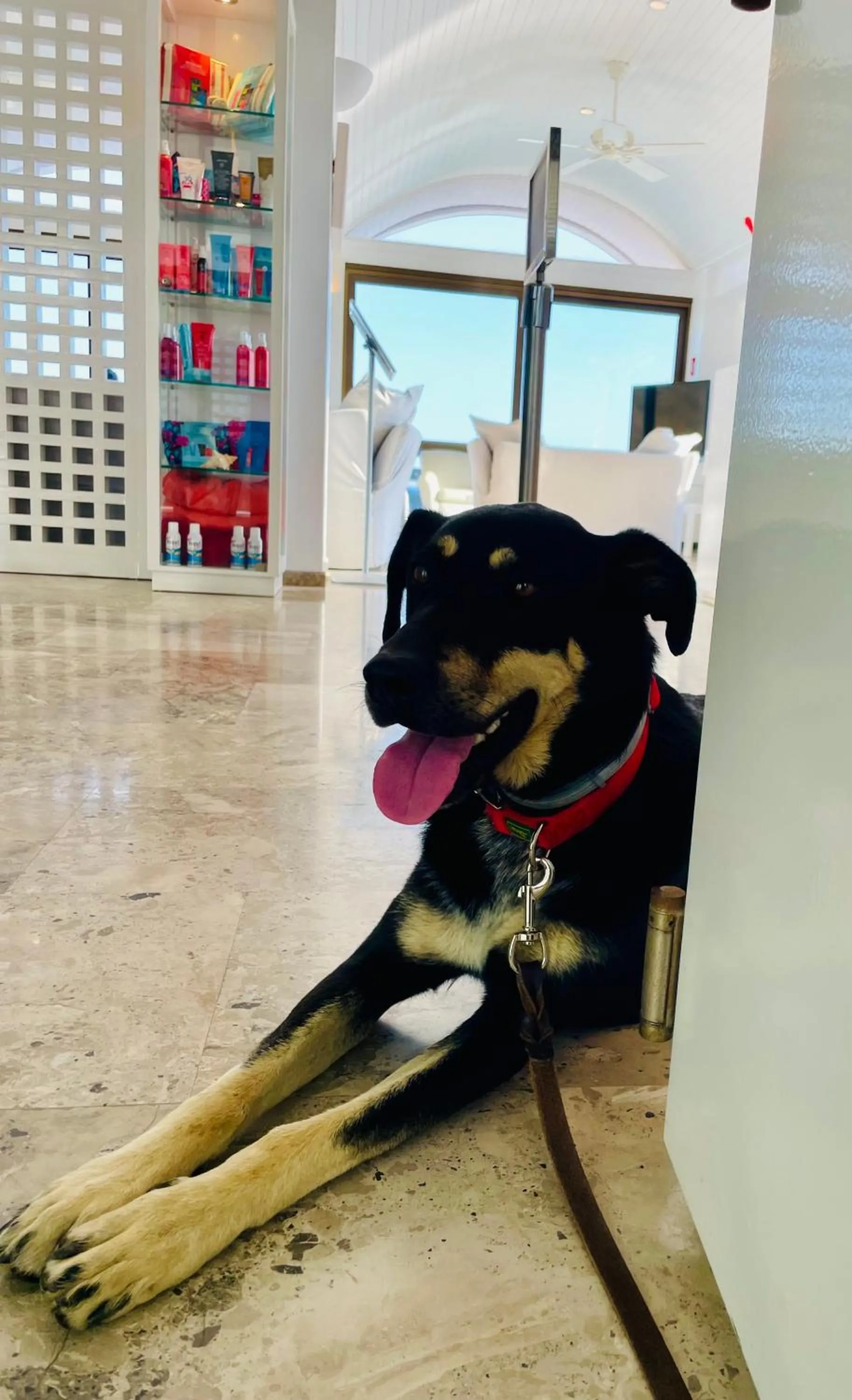 Pets in Hotel Perrakis