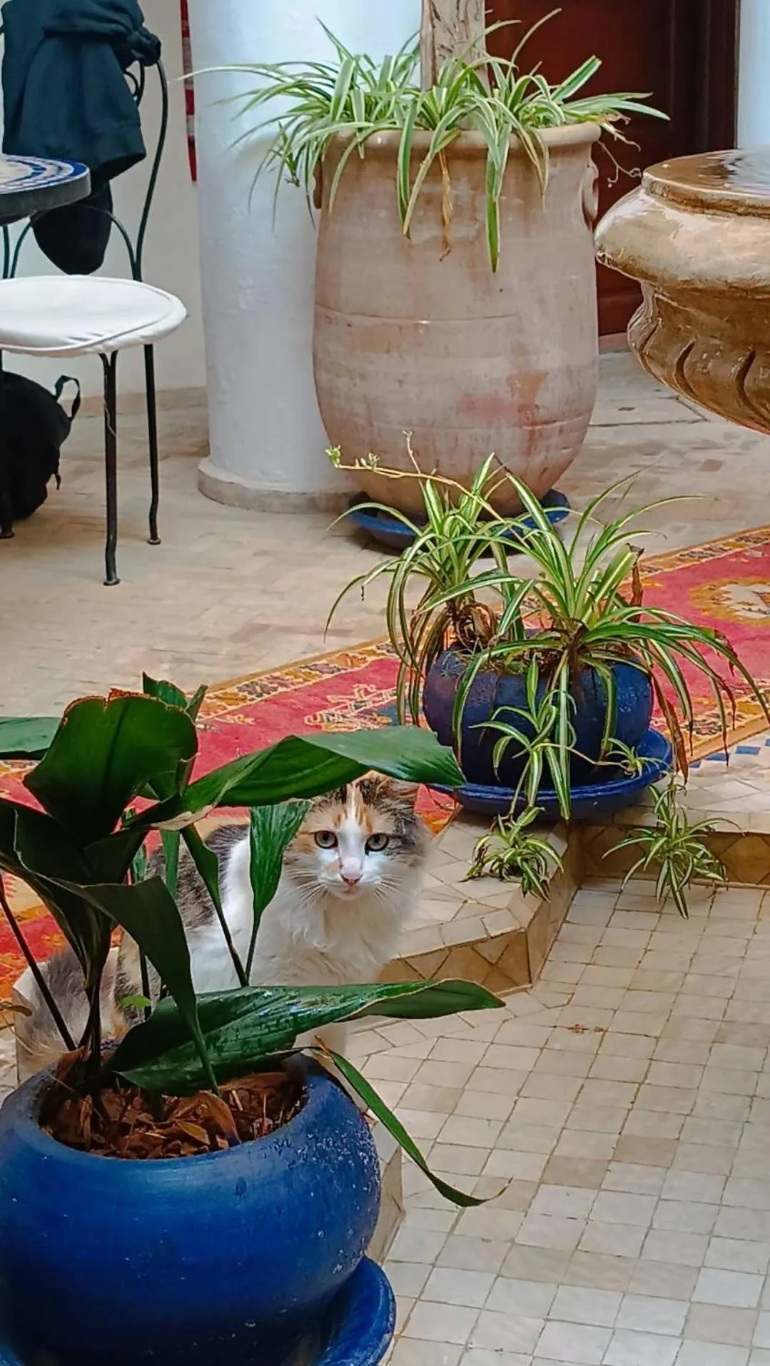 Garden in Riad Chams Marrakech