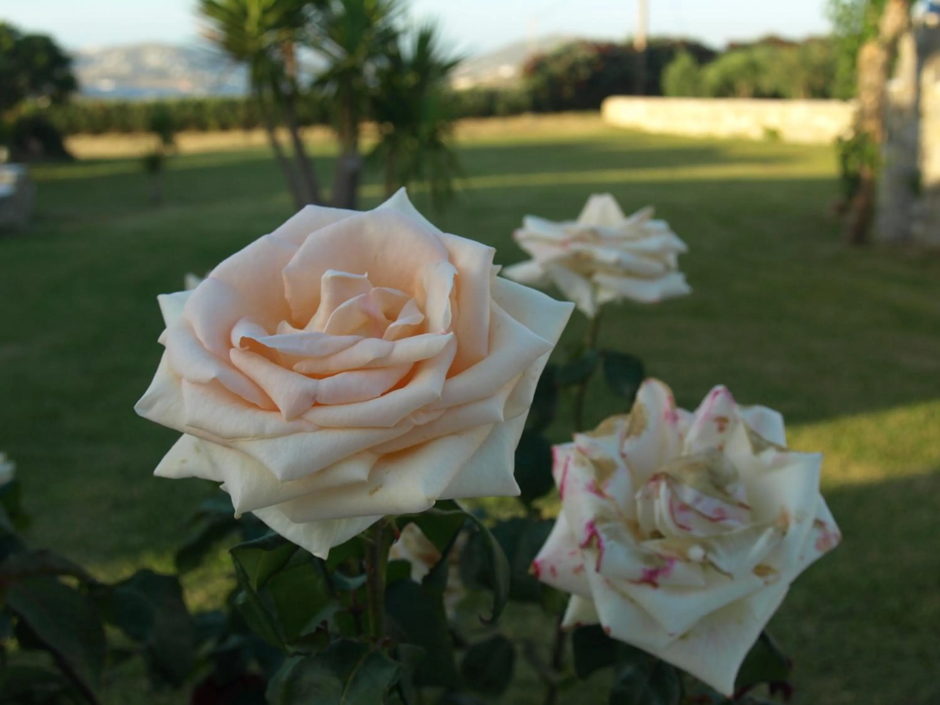 Garden in Fragoulis Village