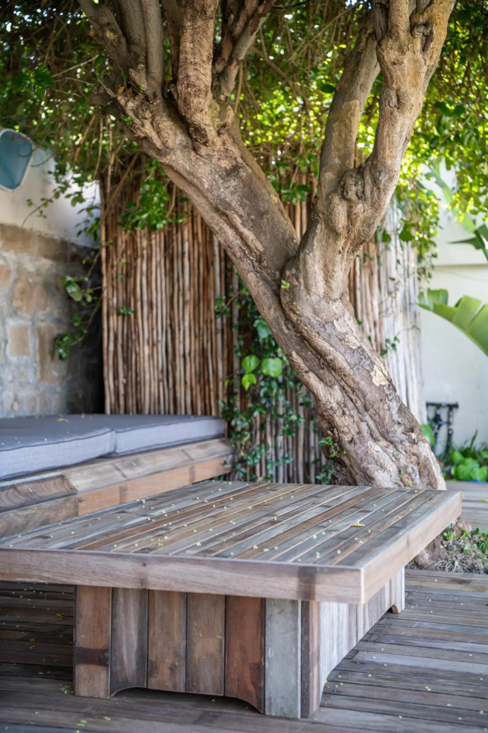 Garden in Chartfield Guesthouse