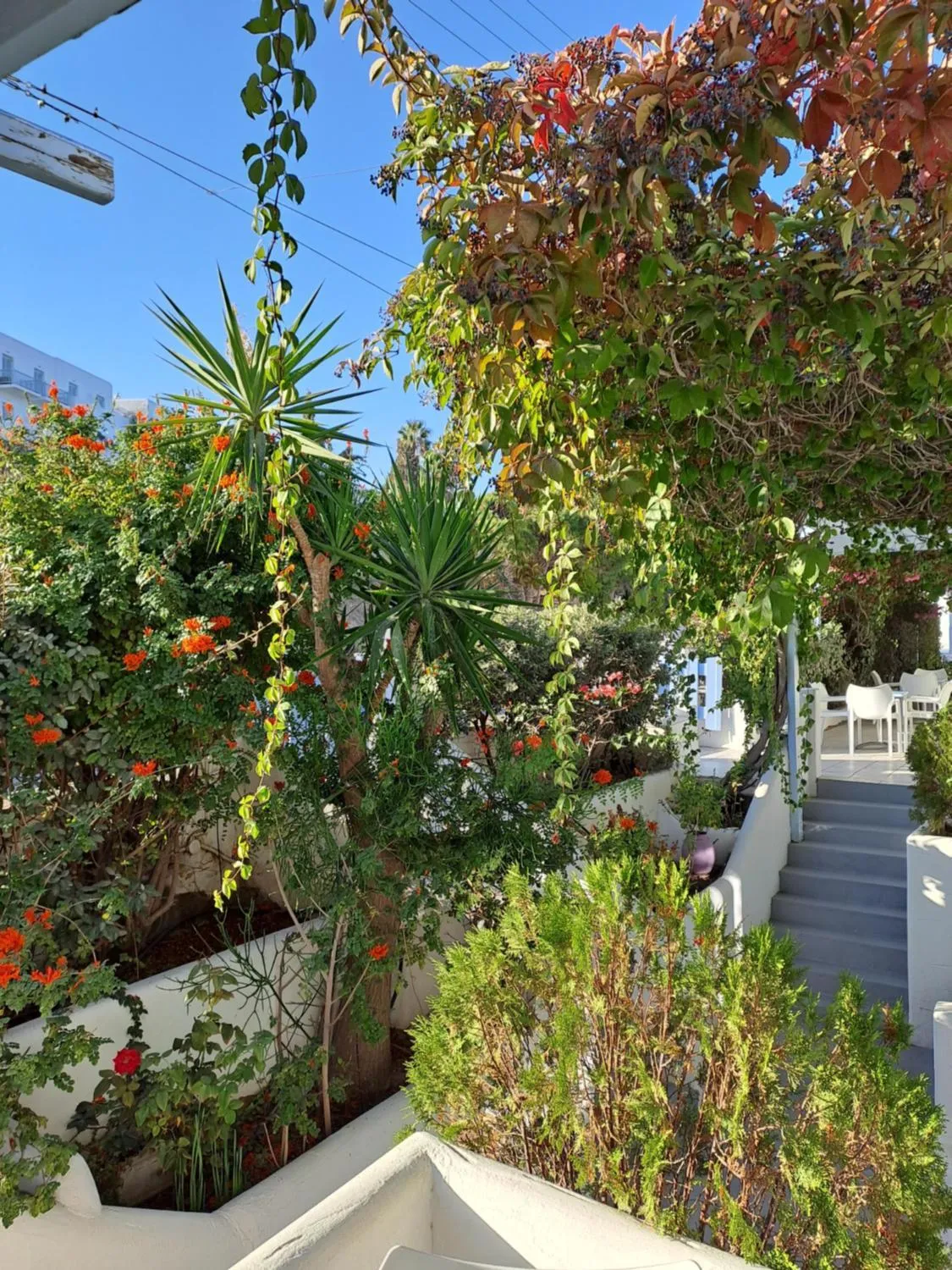 Garden in Stratos Apartments & Studios