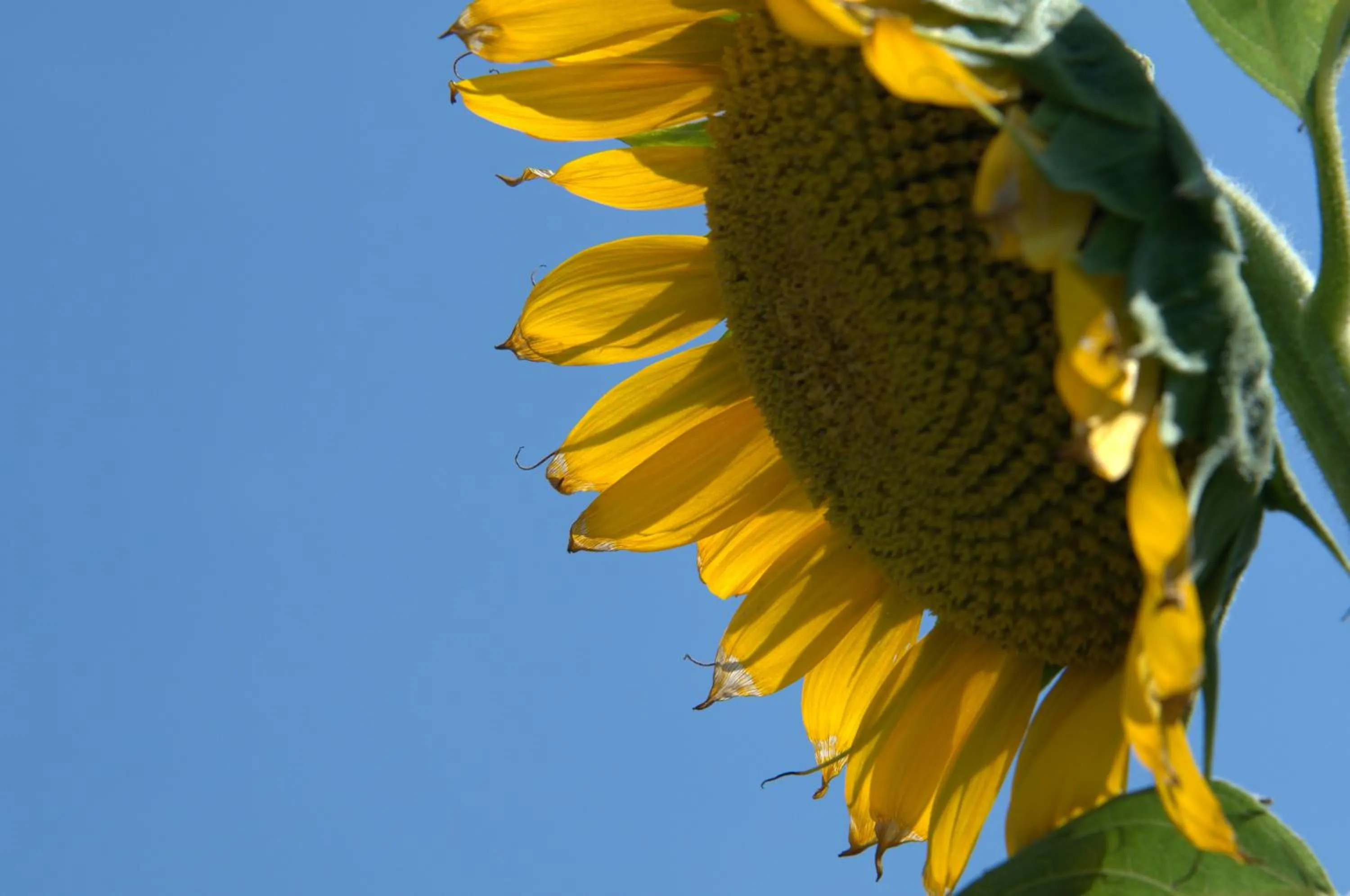 Garden in Elounda Solfez Villas