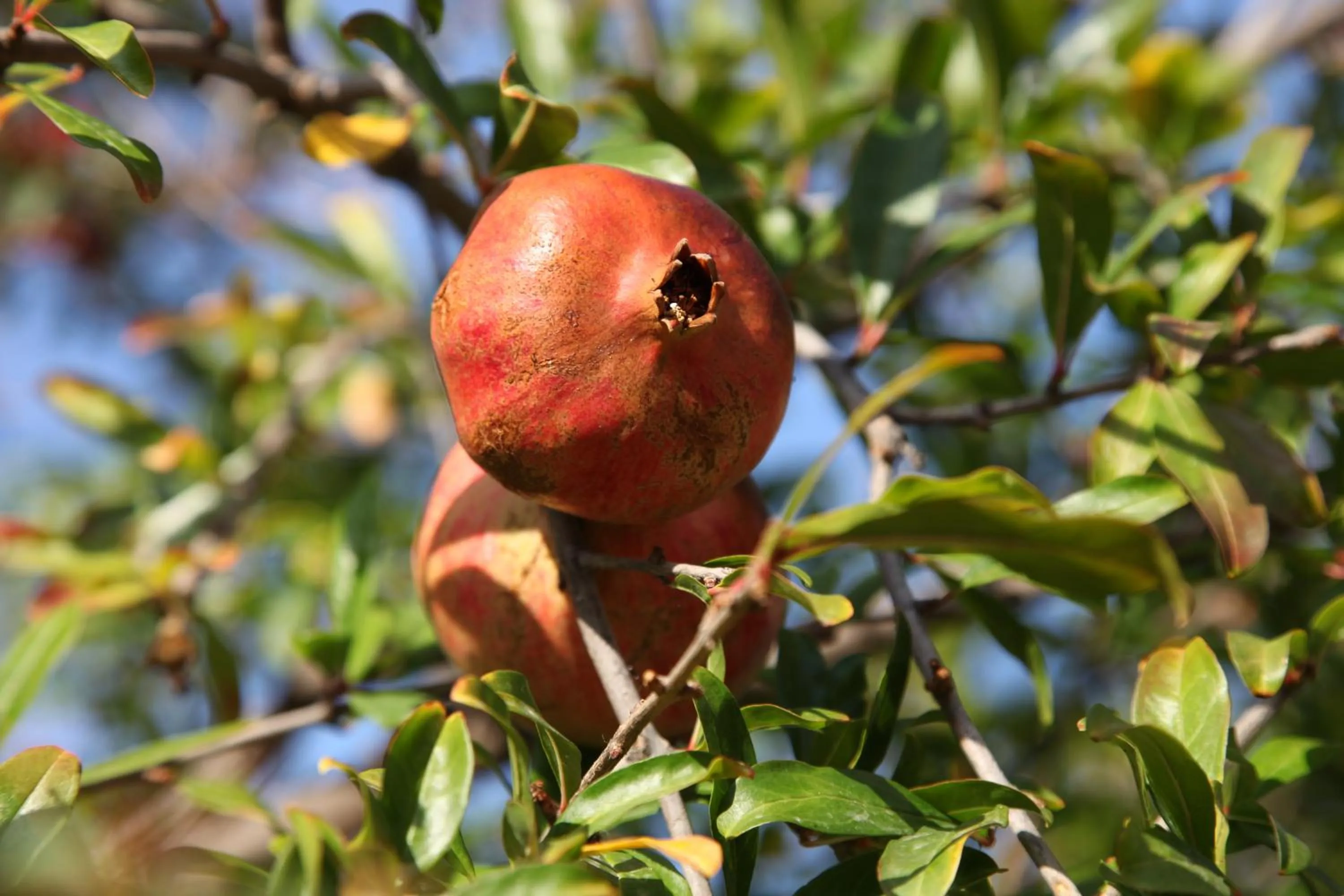 Garden in Elounda Solfez Villas