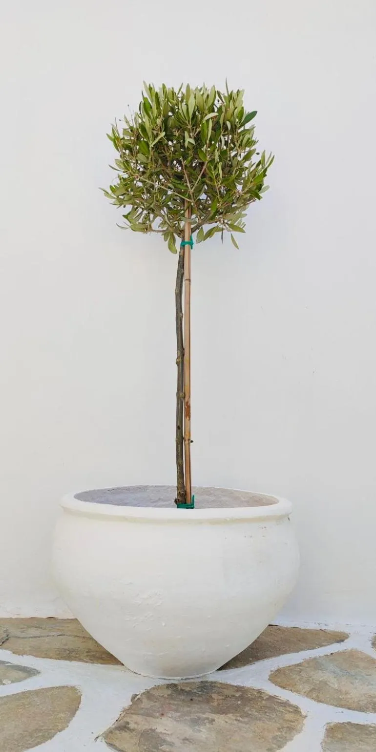 Garden in Hotel Aegeon