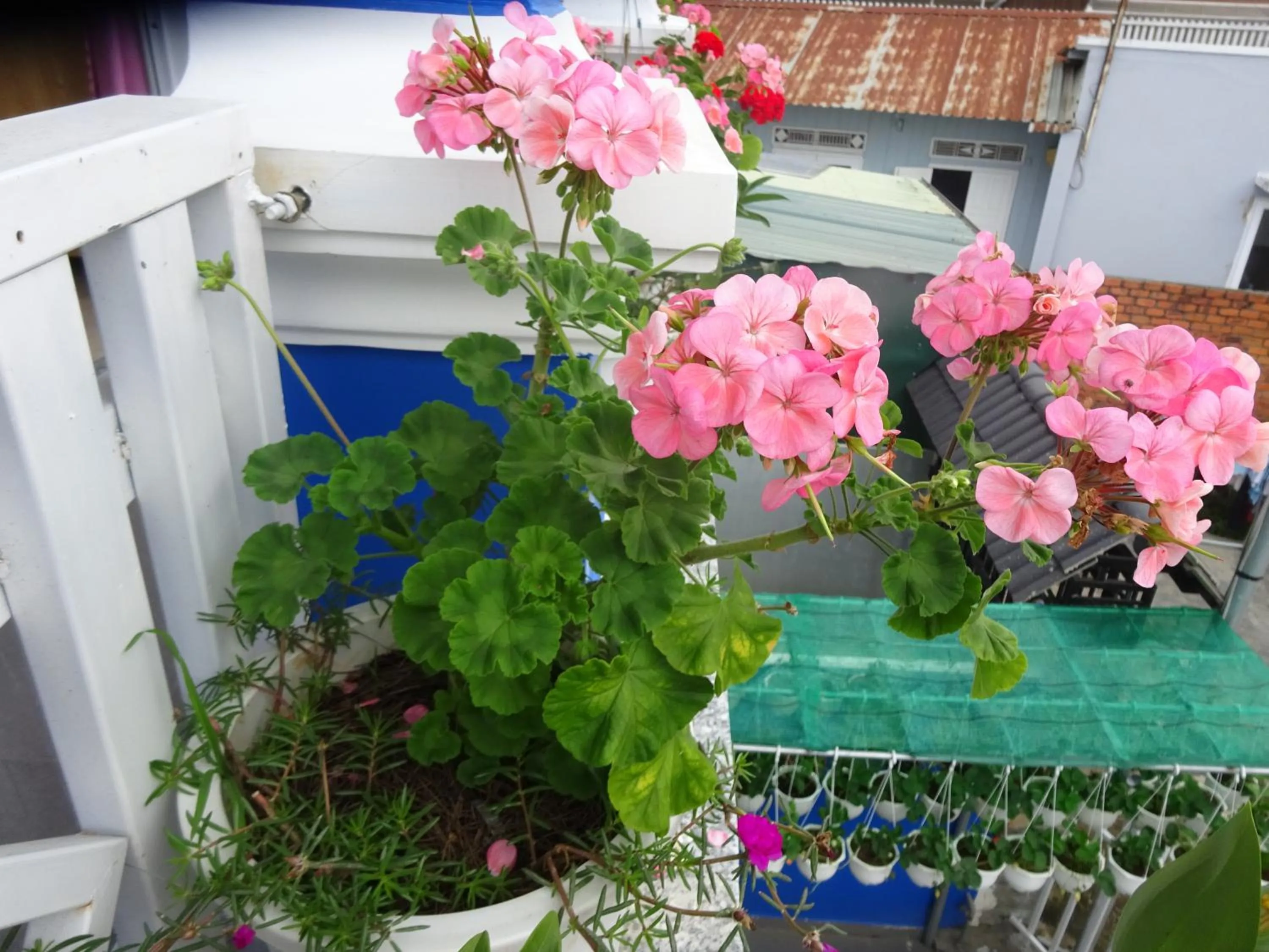 Property building in Blue Sky Homestay