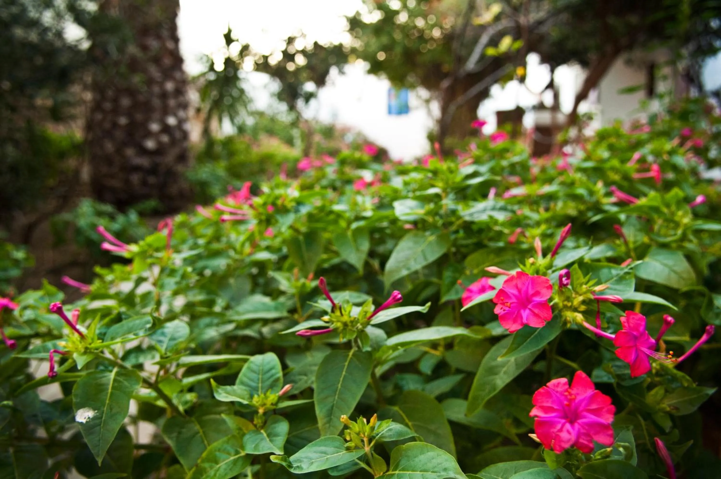 Garden in Matina Hotel