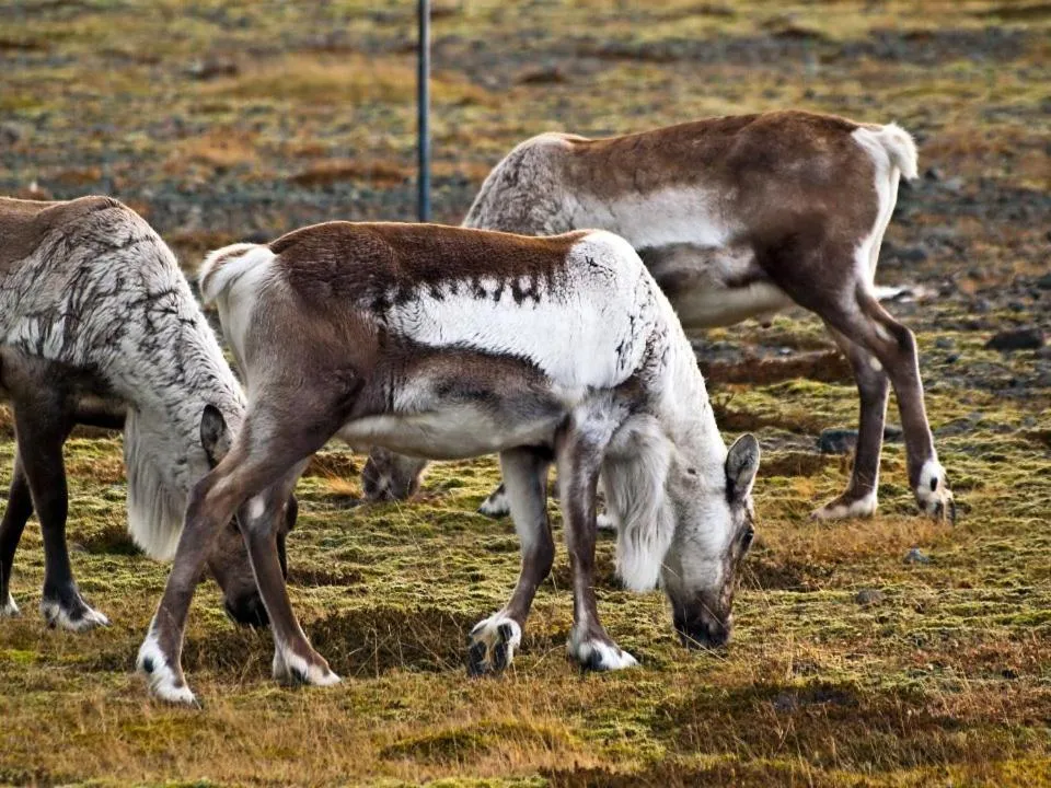 Animals in Rauðaberg II