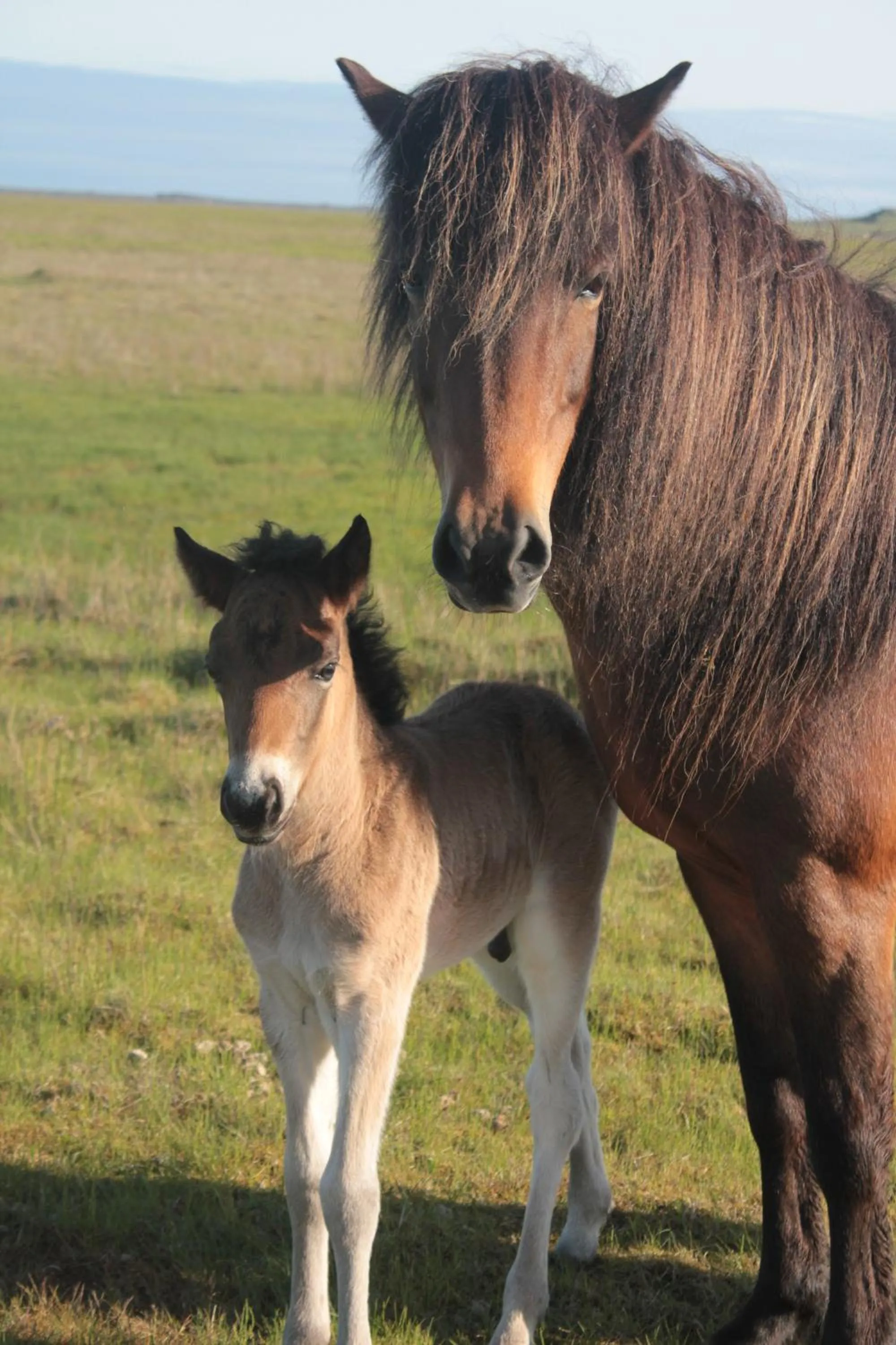 Pets in Rauðaberg II
